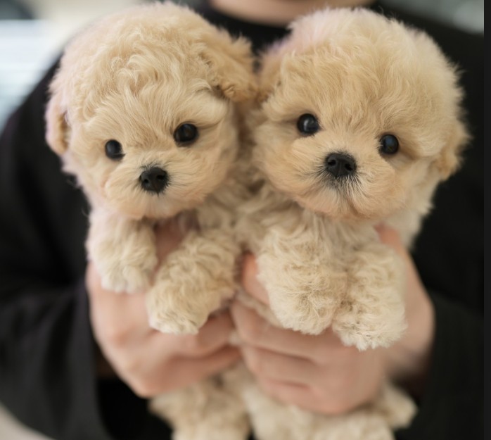 Adopt, Don’t Shop for Pets! 이미지1