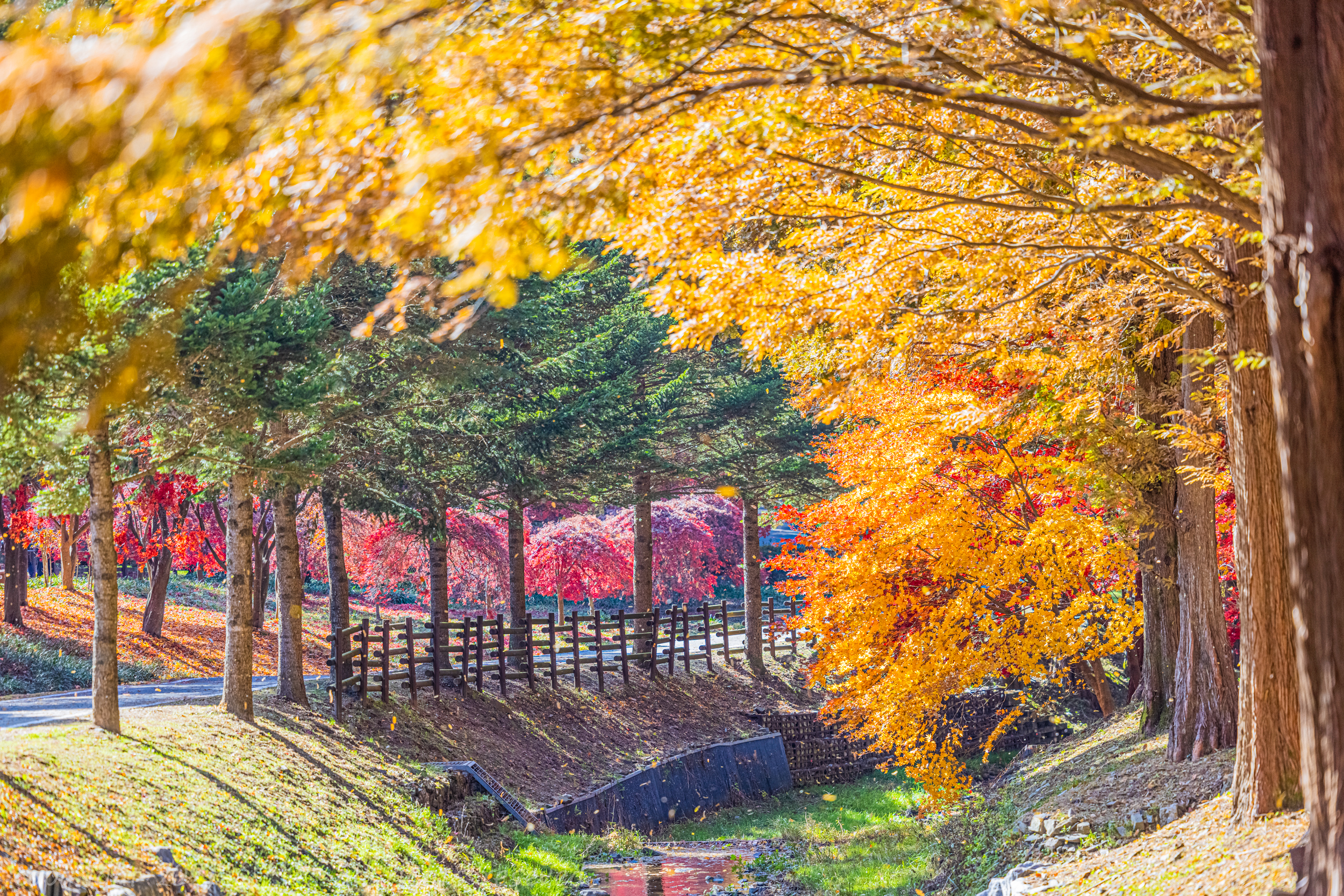 단풍이 비에 지기전에 이미지1