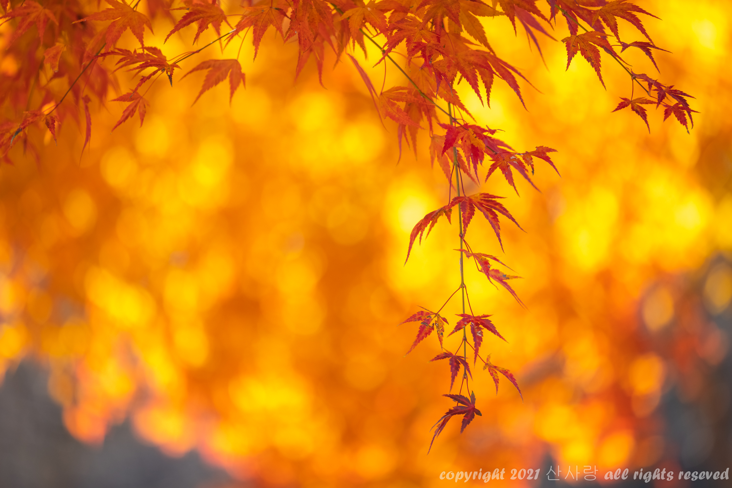 단풍이 비에 지기전에 이미지2