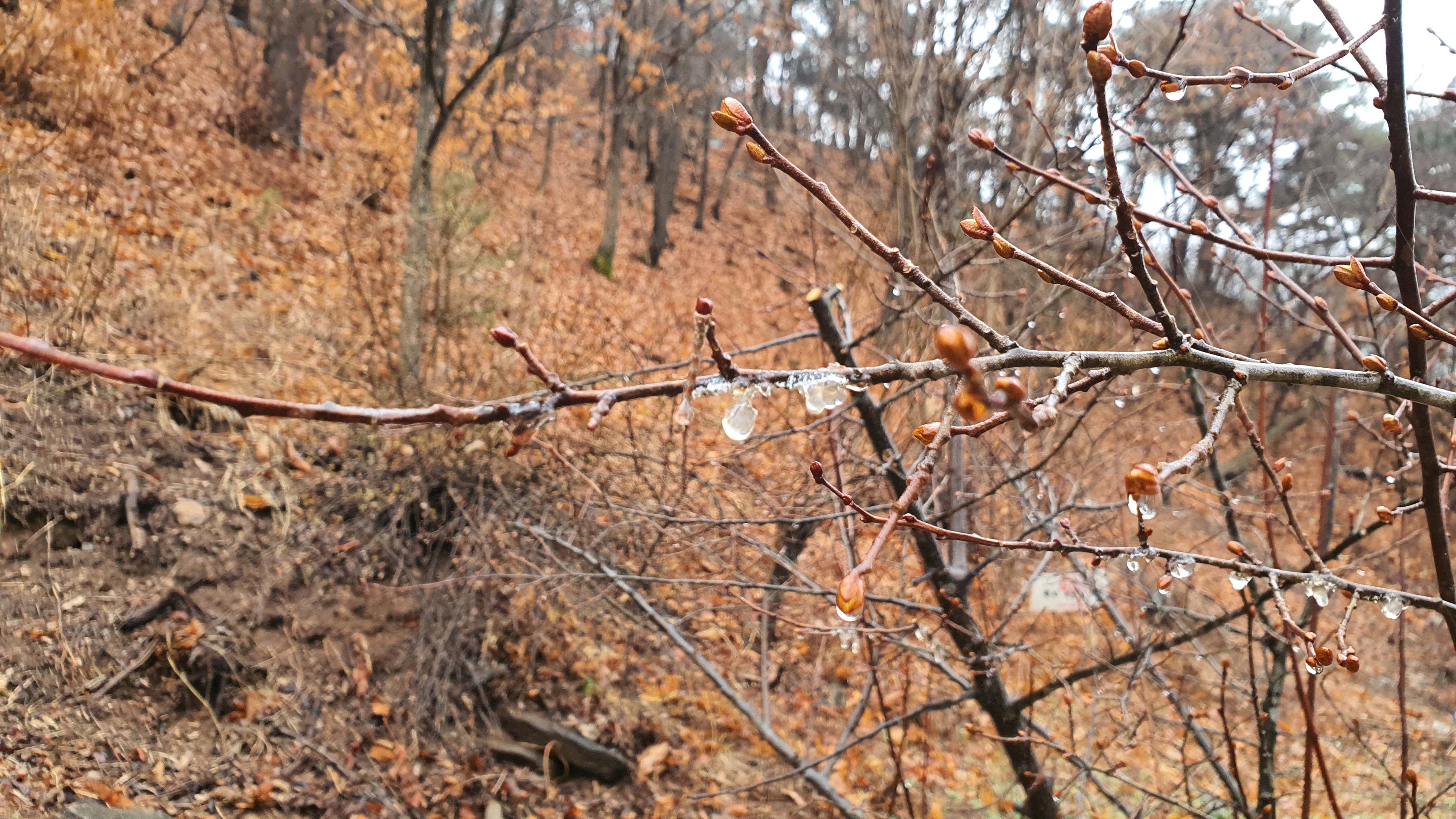 보리수 나무 가지