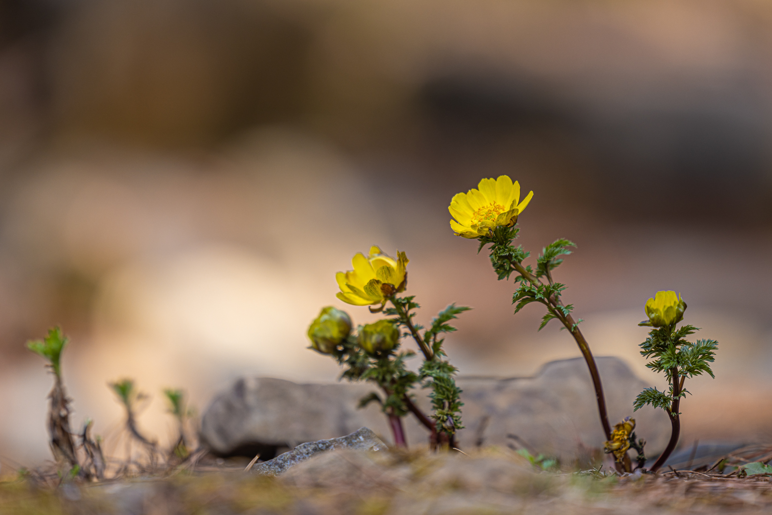 복수초가  제법많이 피었습니다