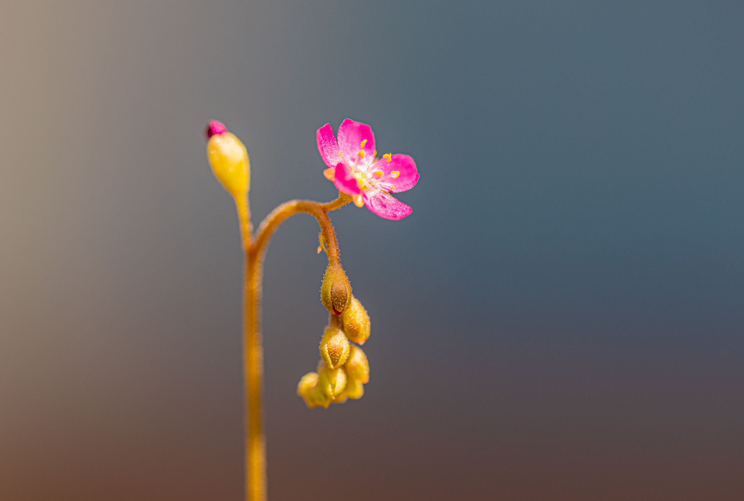 식충식물도 꽃을 피웁니다