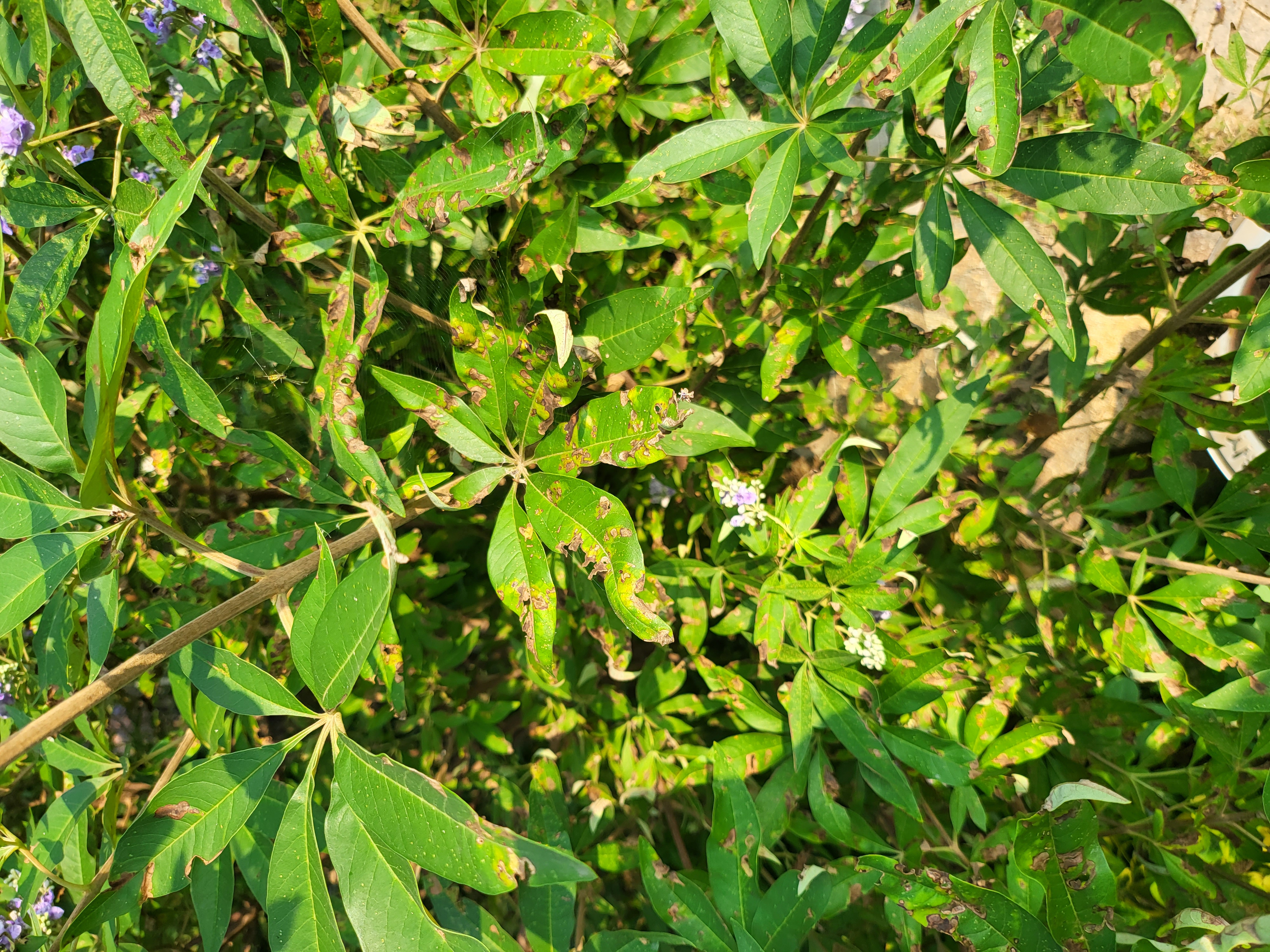 바이텍스 잎 이미지1