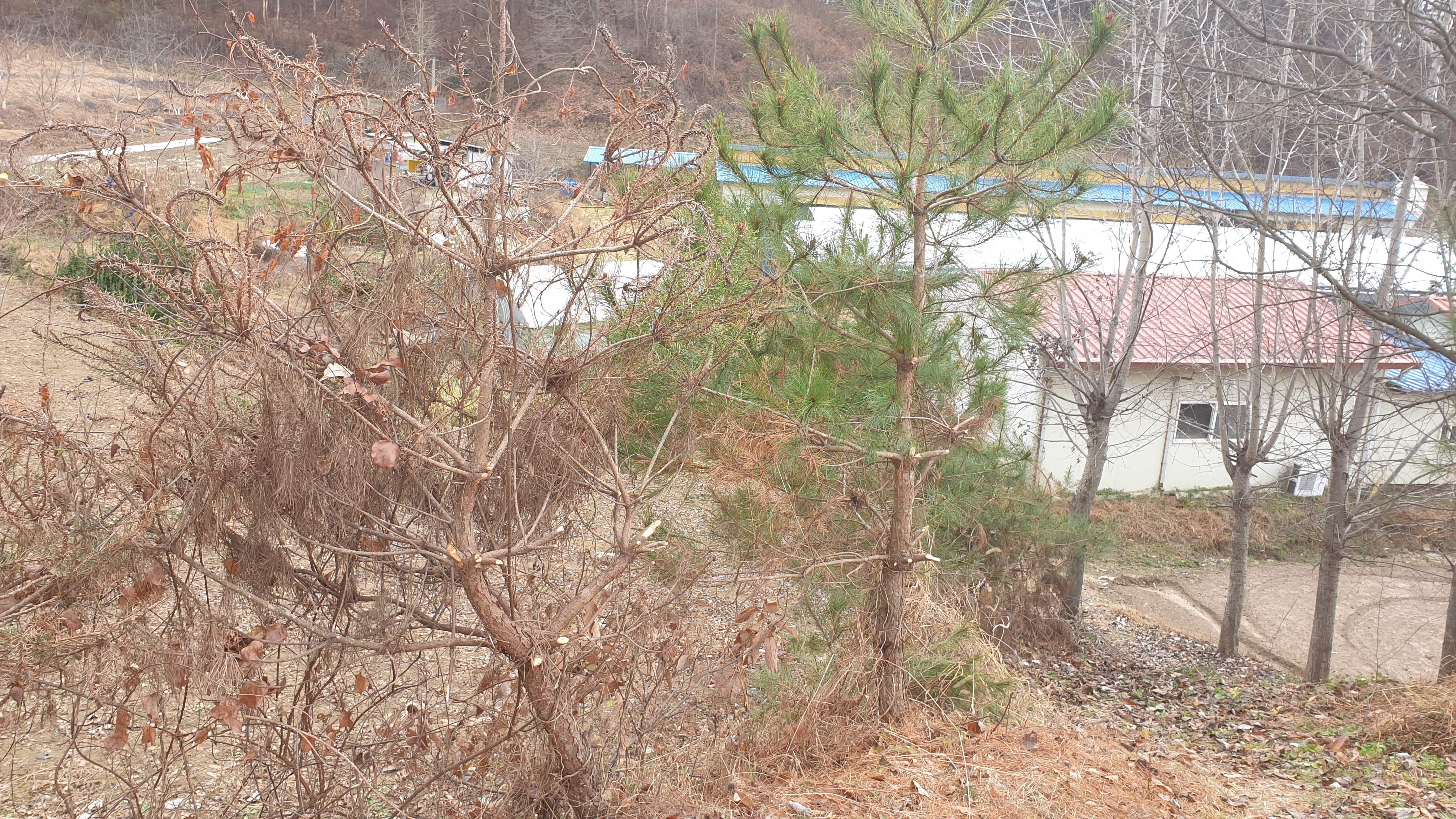 묘 주변 소나무 고사 진단부탁드립니다. 이미지1