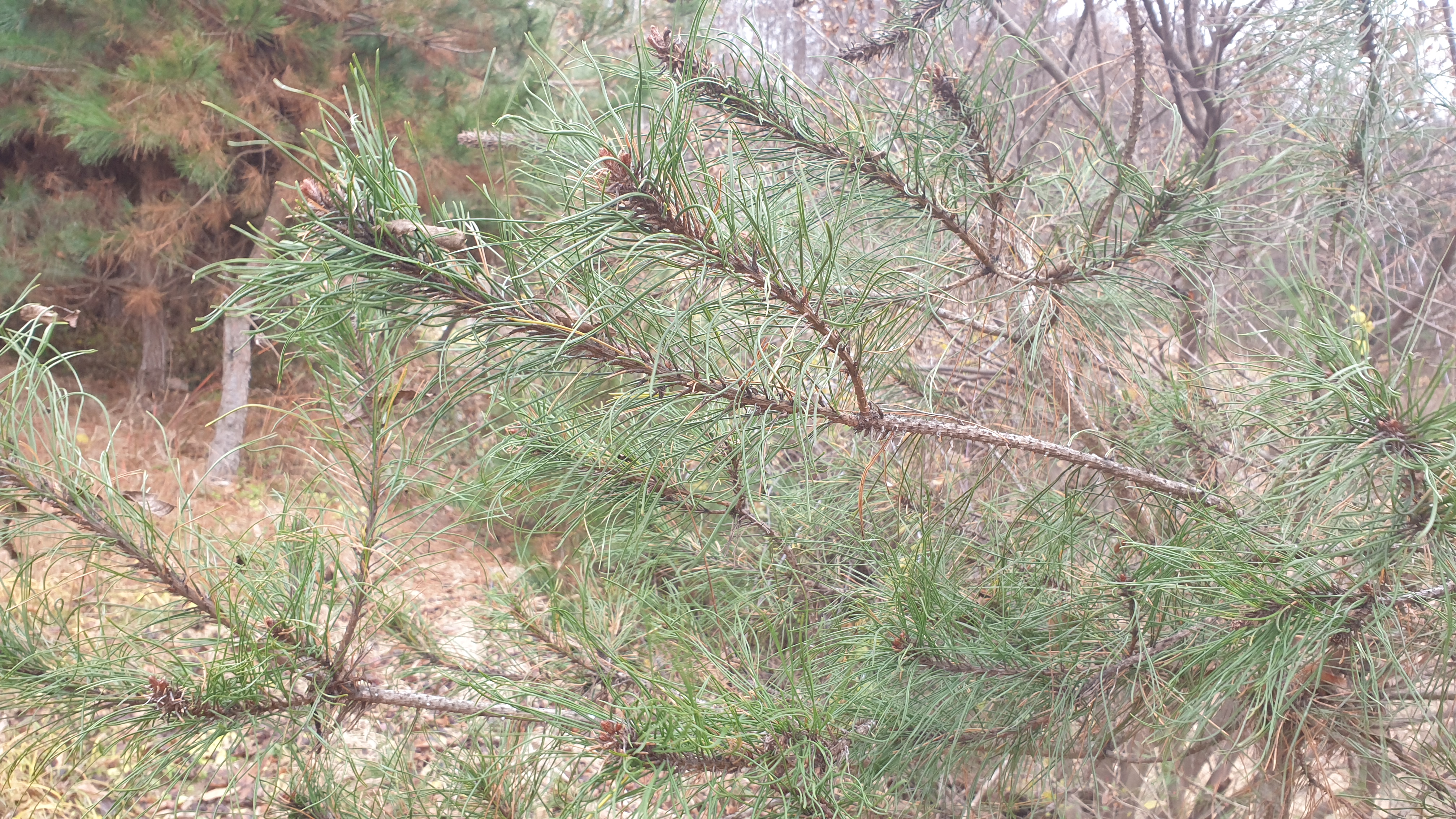 묘 주변 소나무 고사 진단부탁드립니다. 이미지2