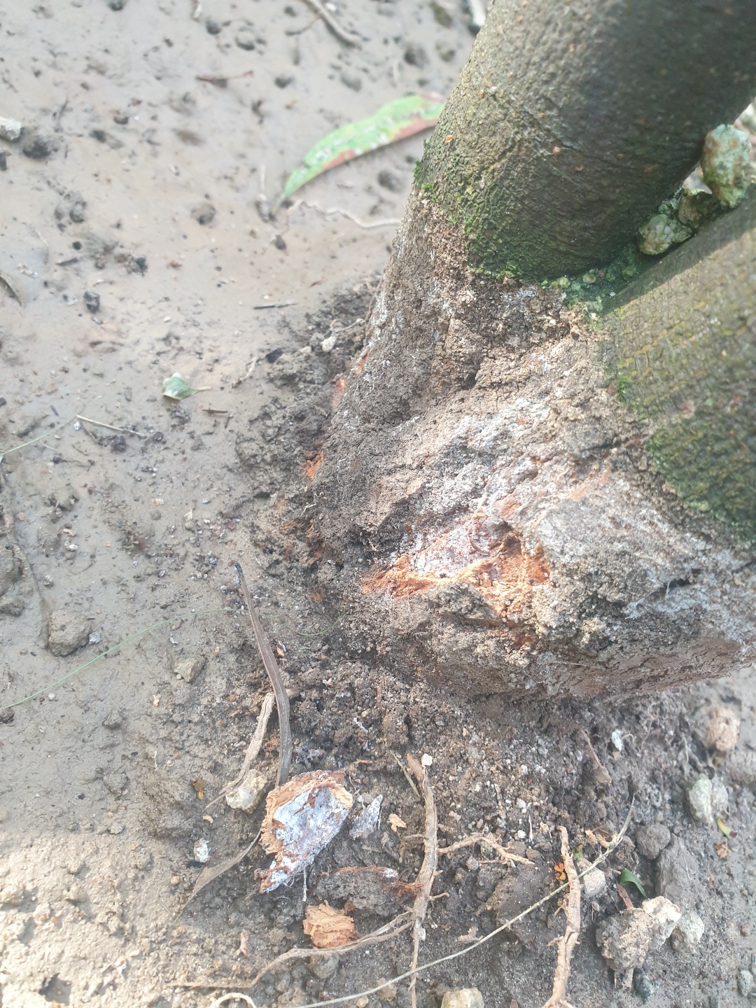 아카시 나무 지제부에 흰 곰팡이와 토양 산도를 알아보고 싶습니다. 이미지1