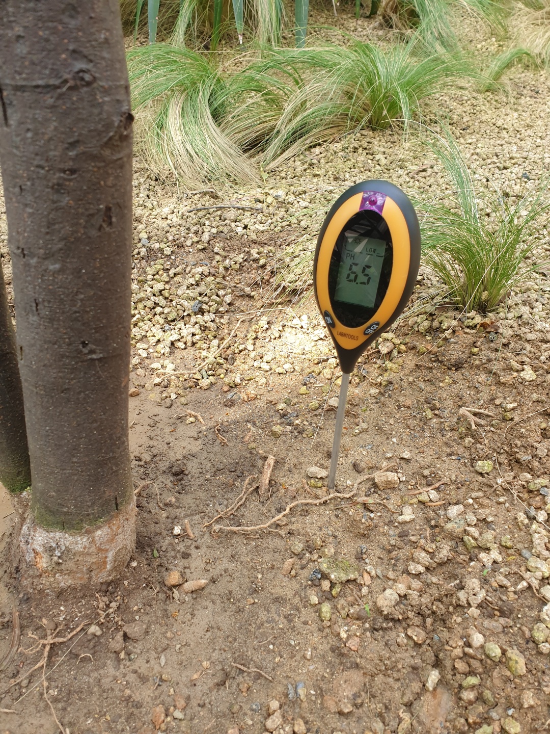 아카시 나무 지제부에 흰 곰팡이와 토양 산도를 알아보고 싶습니다. 이미지2