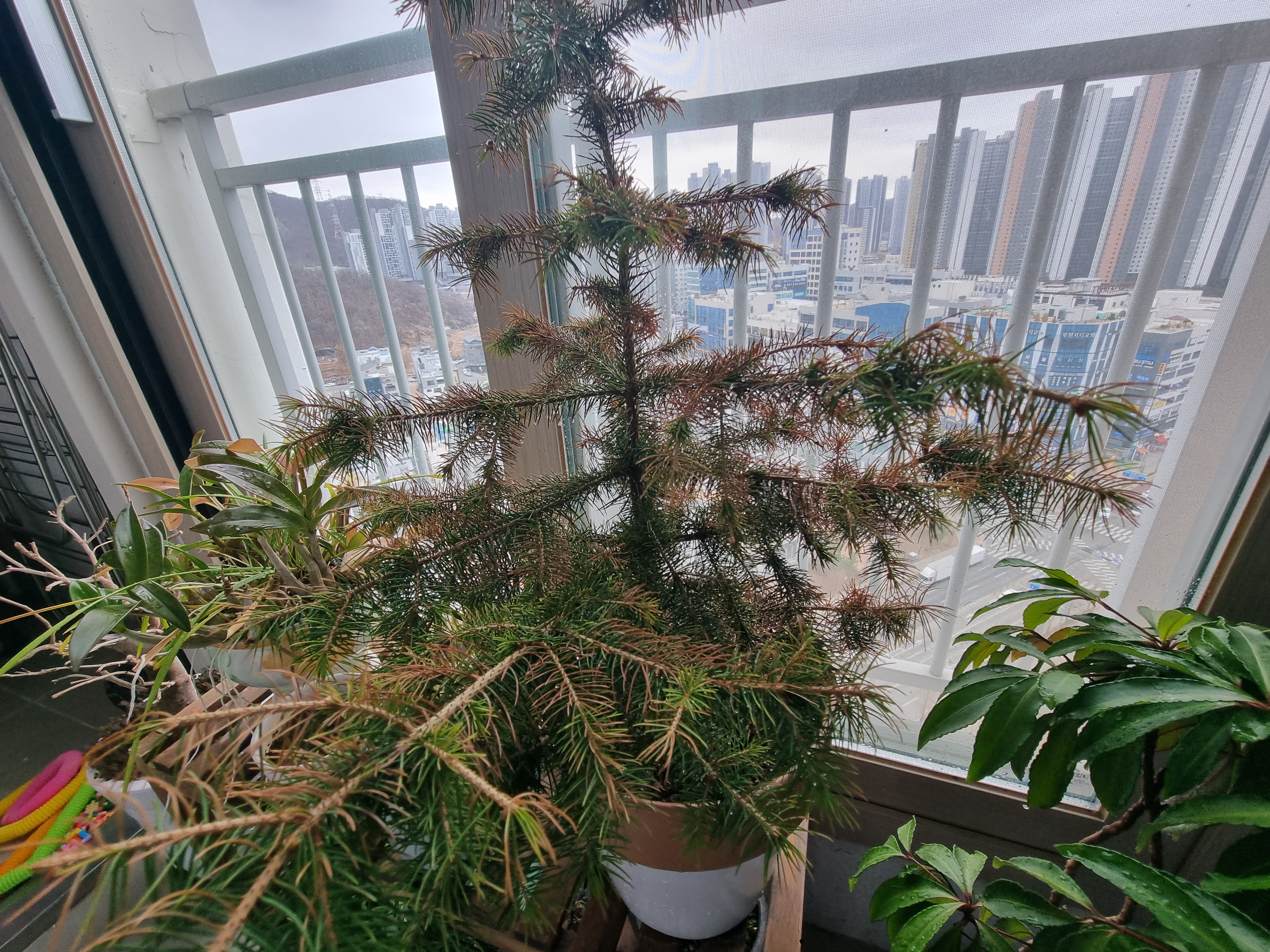 나무잎이 점점 말라갑니다 이미지1