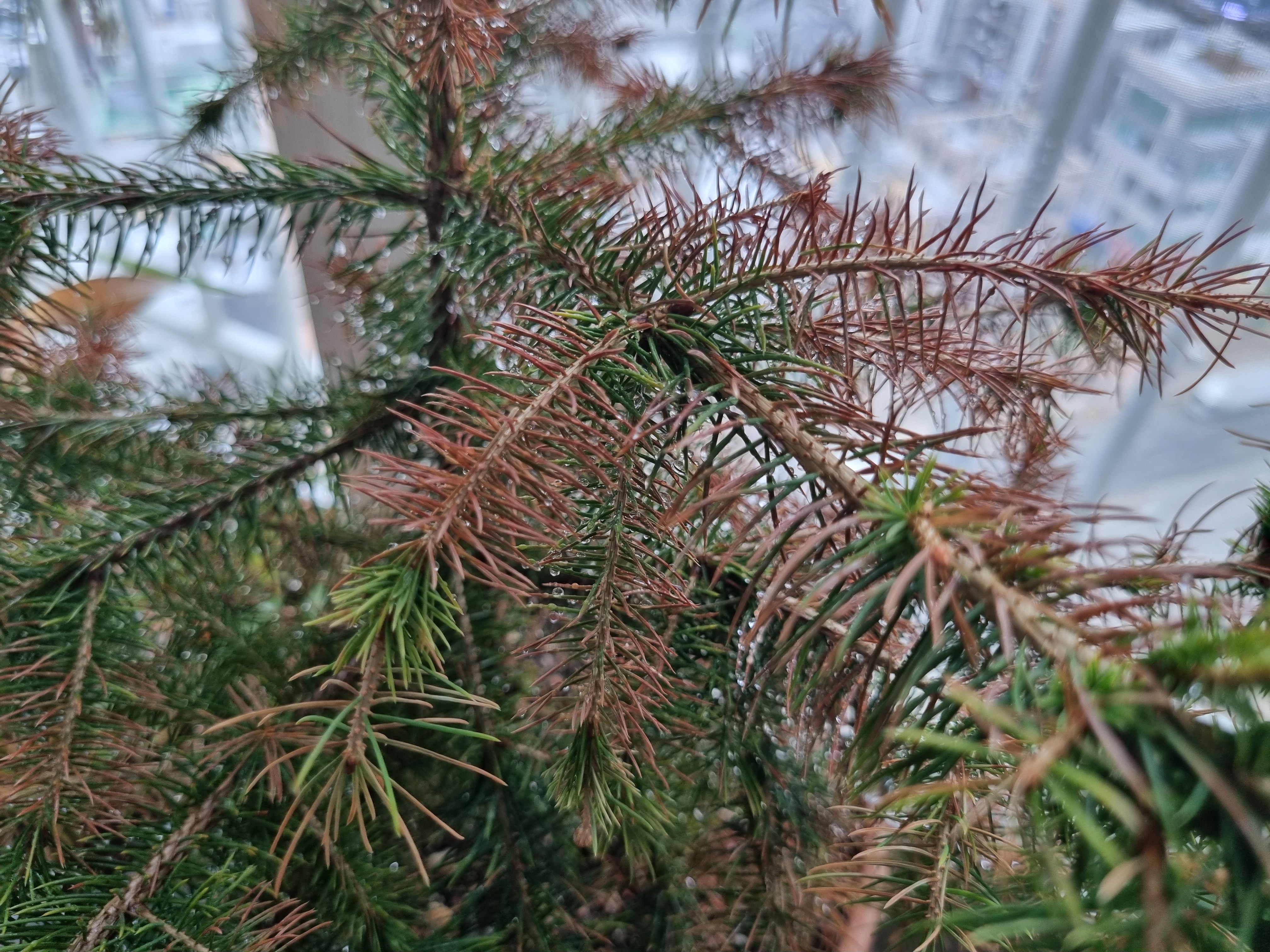 나무잎이 점점 말라갑니다 이미지2