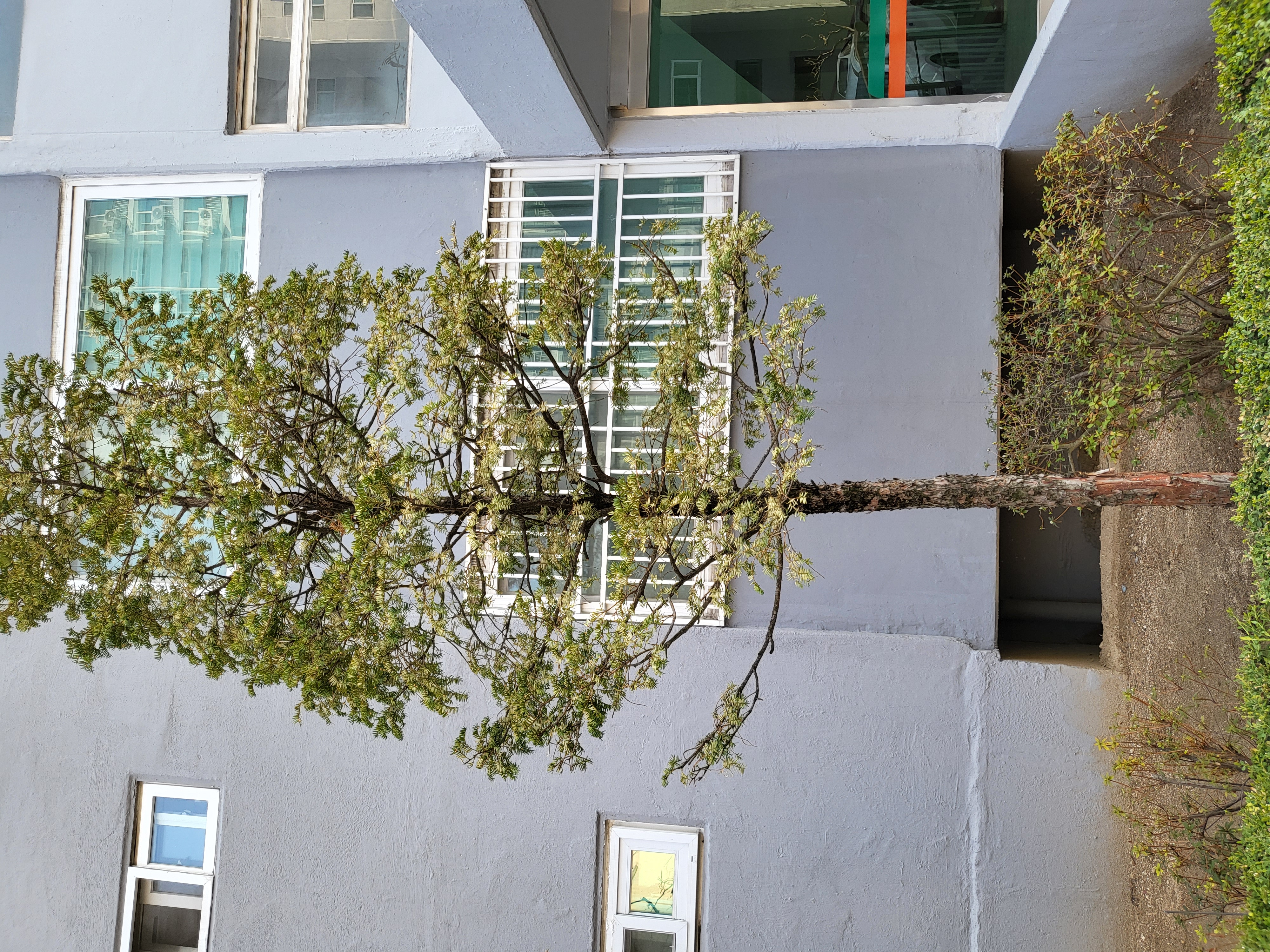 주목나무가 말라가고 있습니다. 좋은 처방 부탁드립니다. 이미지1