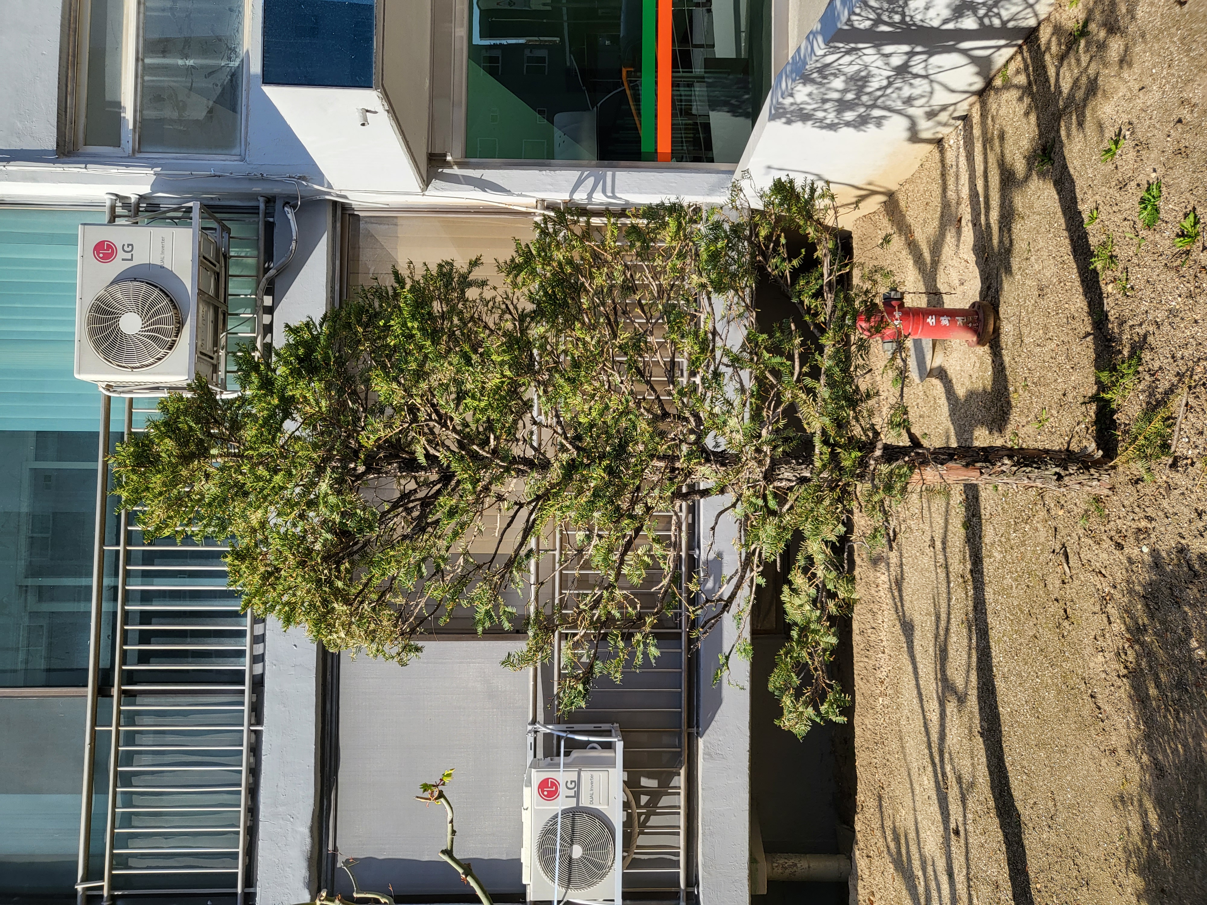 주목나무가 말라가고 있습니다. 좋은 처방 부탁드립니다. 이미지2