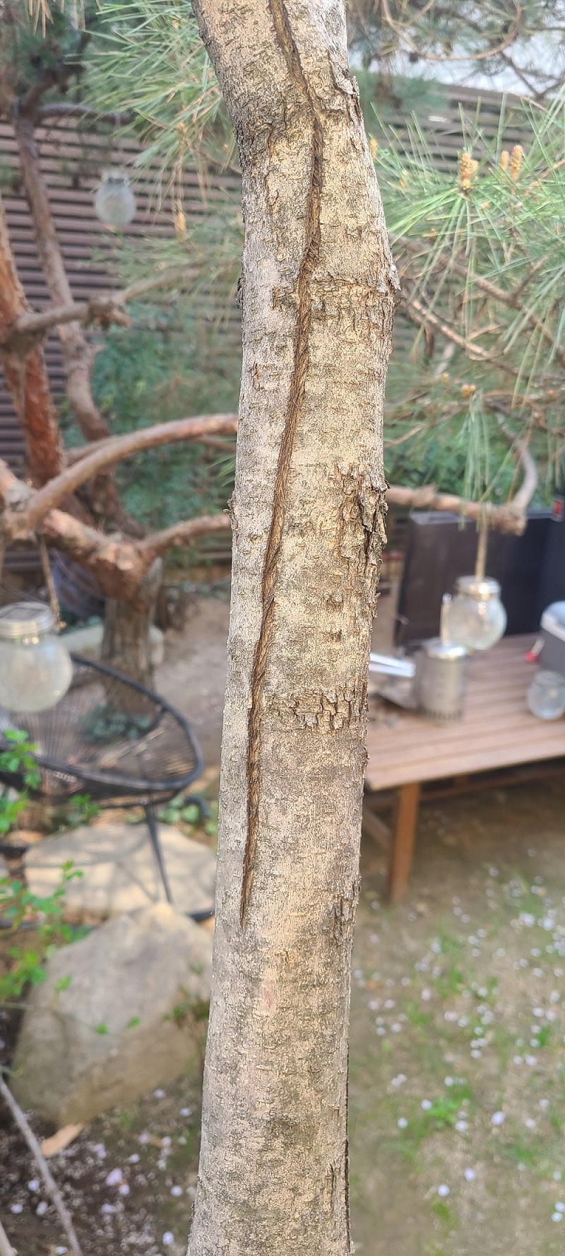 라일락 나무 상태를 알고 싶습니다. 이미지1