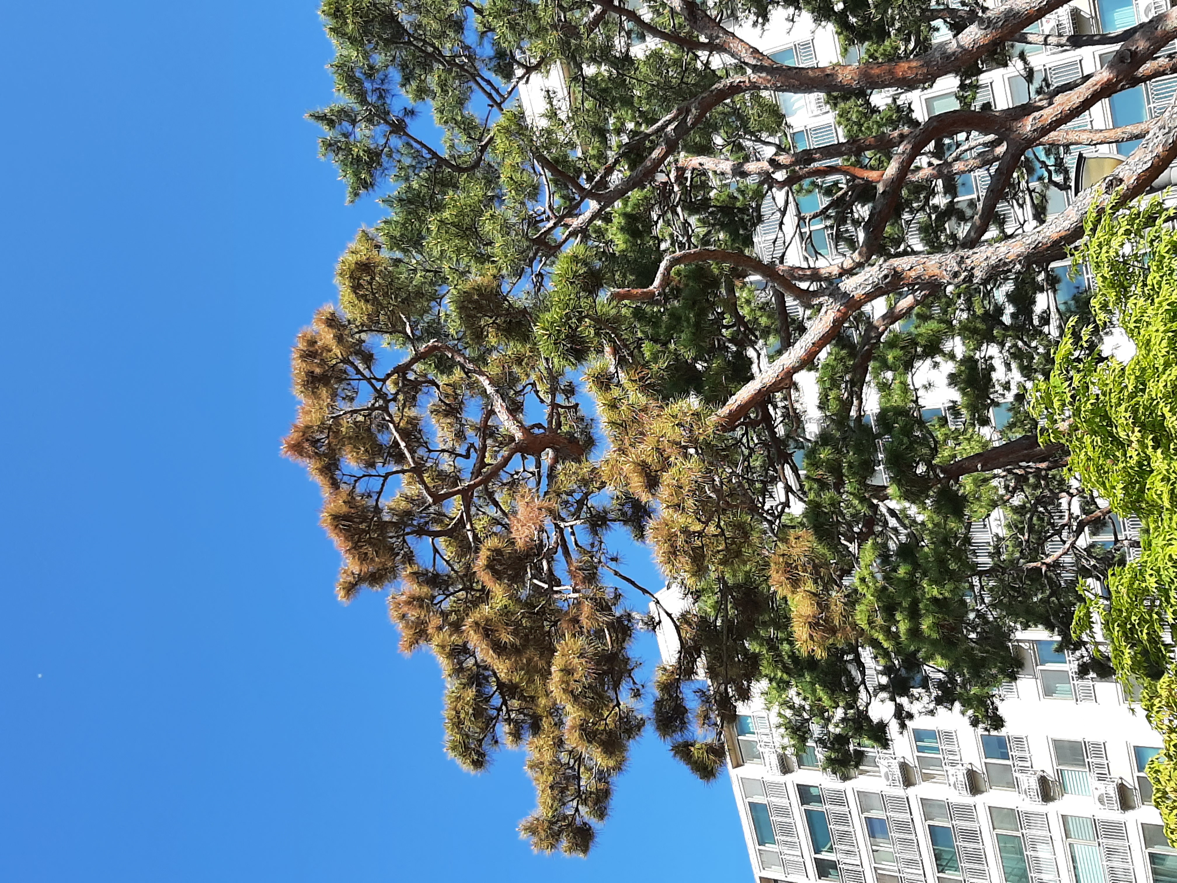 색이변해가는 소나무입니다