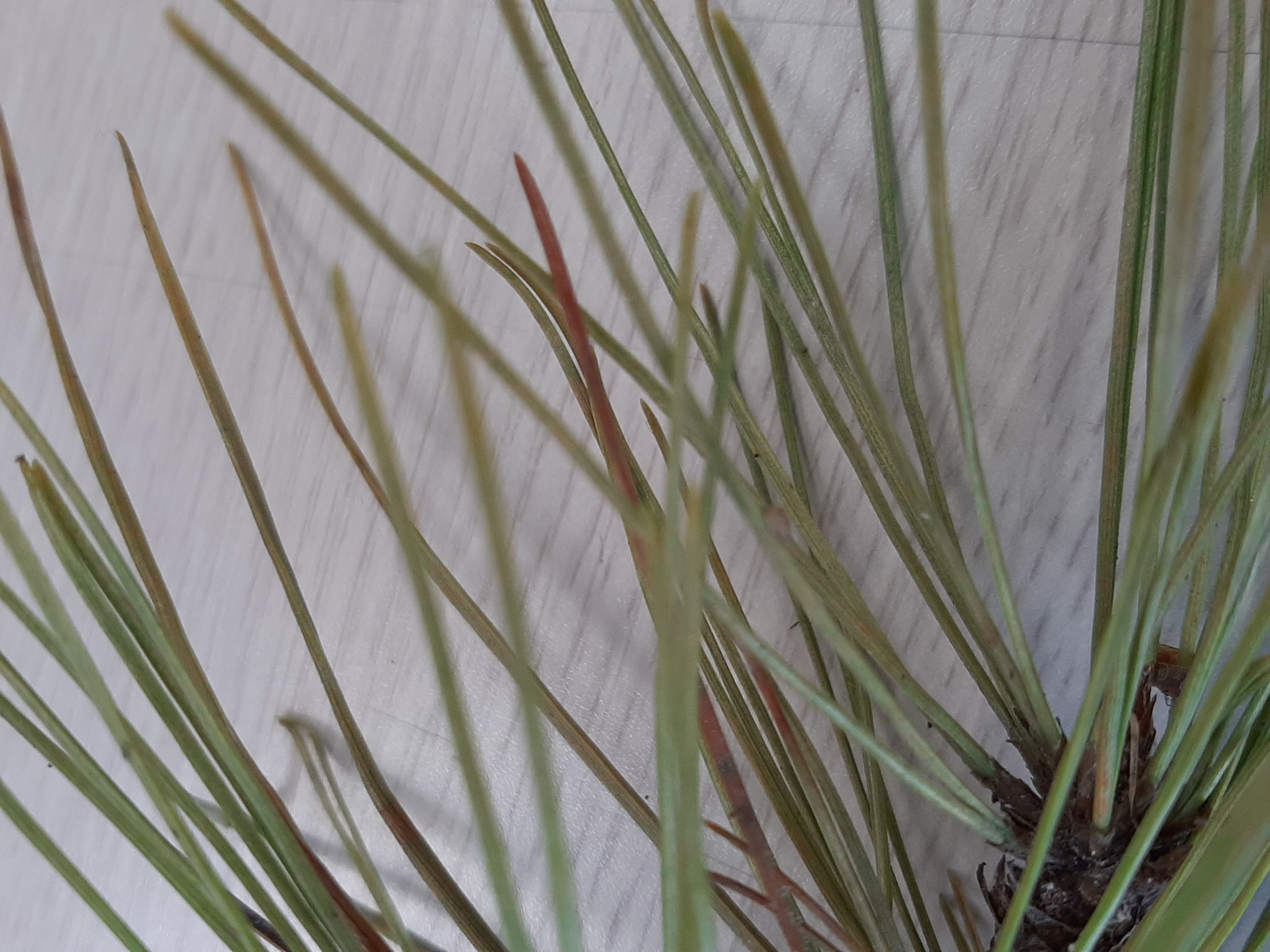 깍지같은 것이 붙어있습니다. 벌레 기어가는 것은 못 찍었습니다