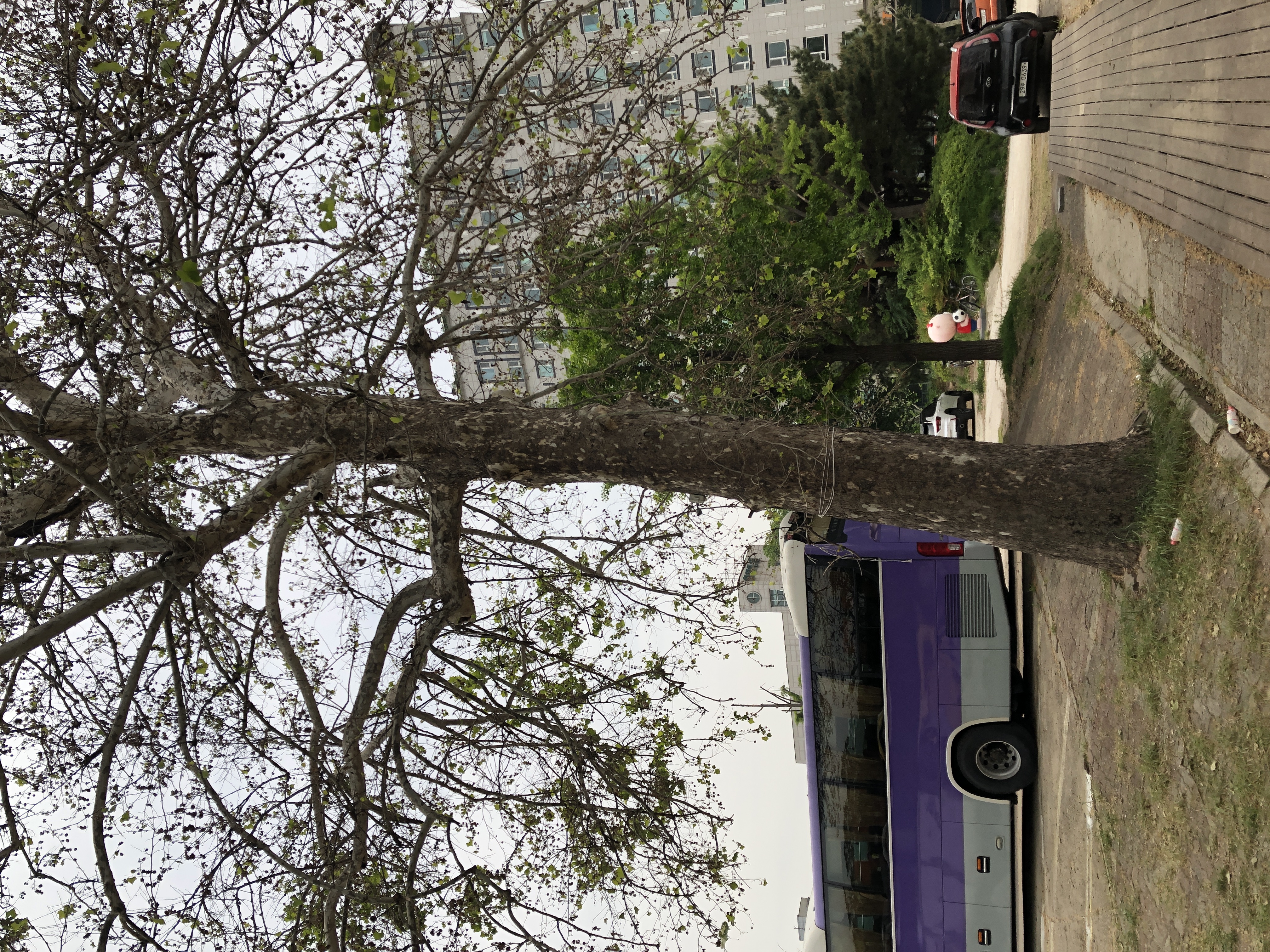 염화칼슘으로 인해 나무가 죽어가는거 같습니다 이미지1