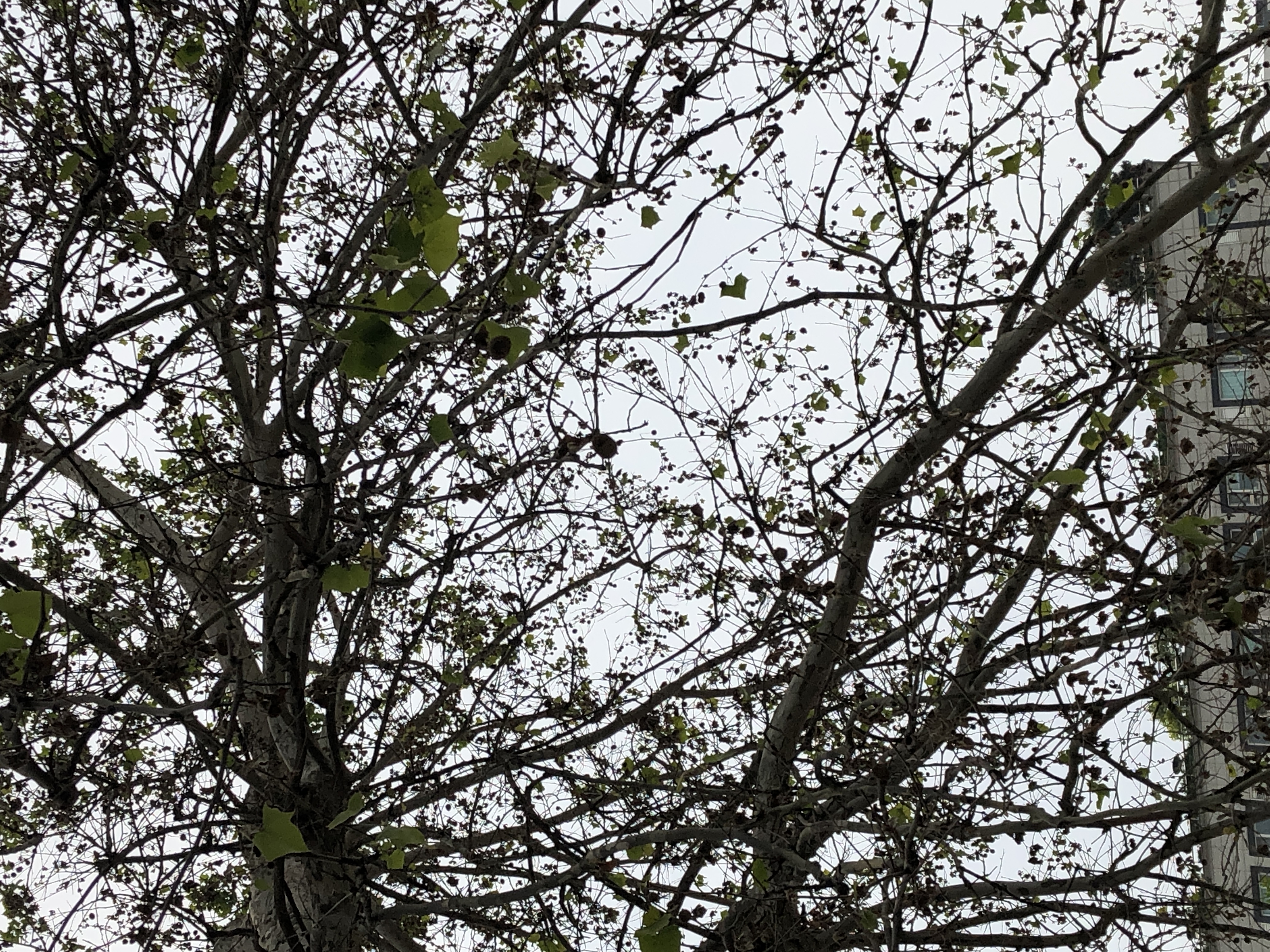 염화칼슘으로 인해 나무가 죽어가는거 같습니다 이미지2