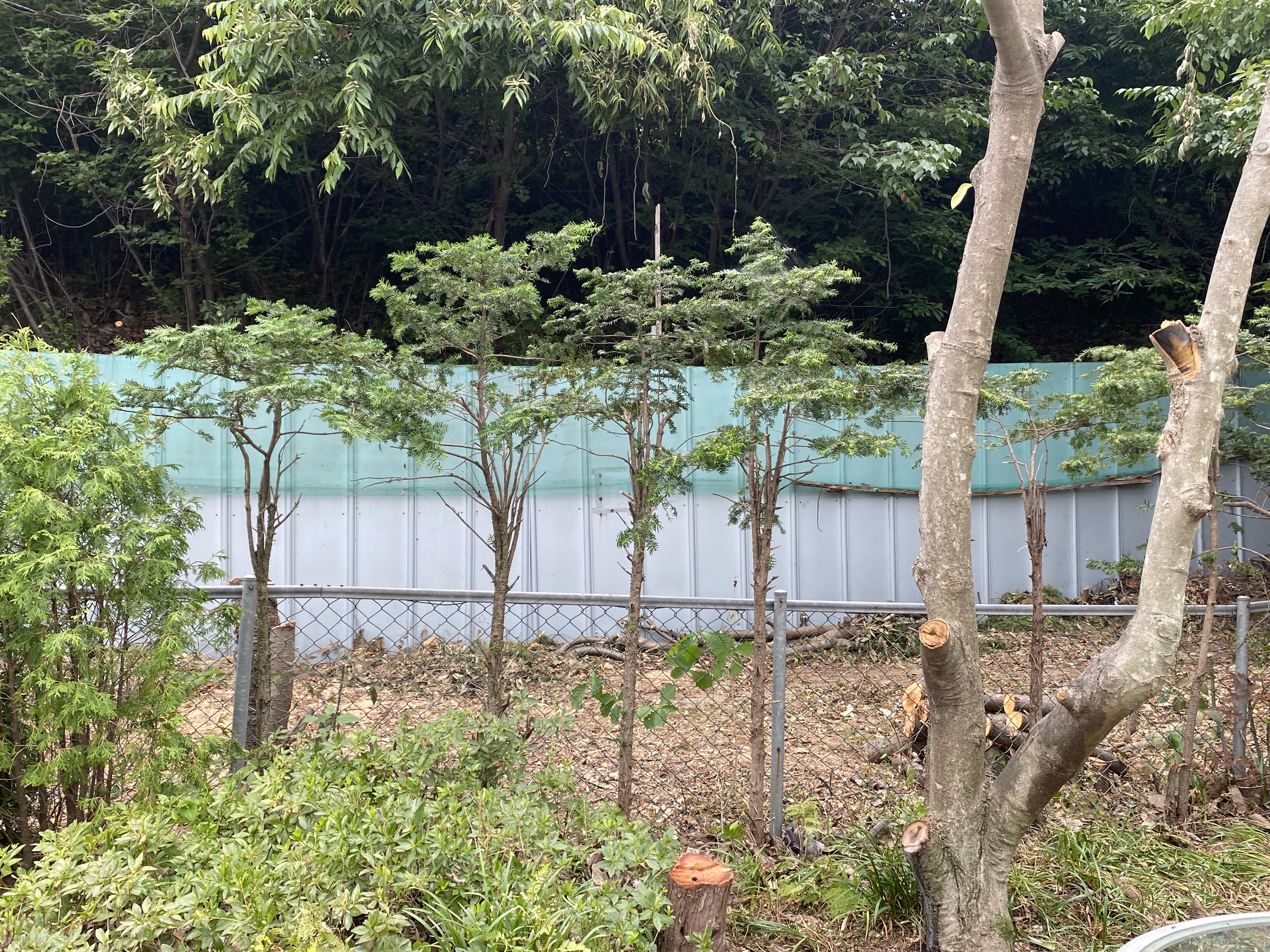 주목나무 다시 살릴 수 있을까요? 이미지1