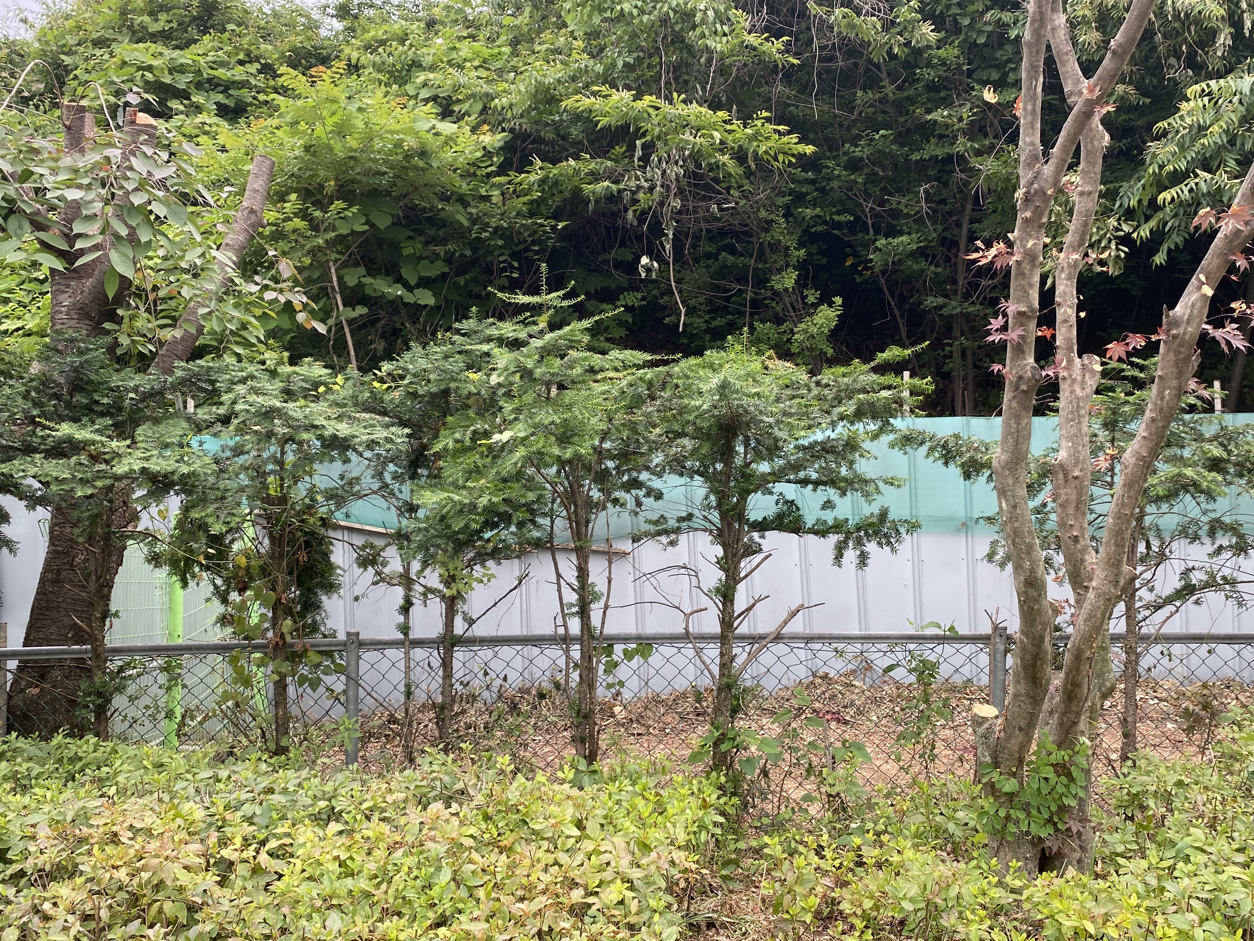 주목나무 다시 살릴 수 있을까요? 이미지2