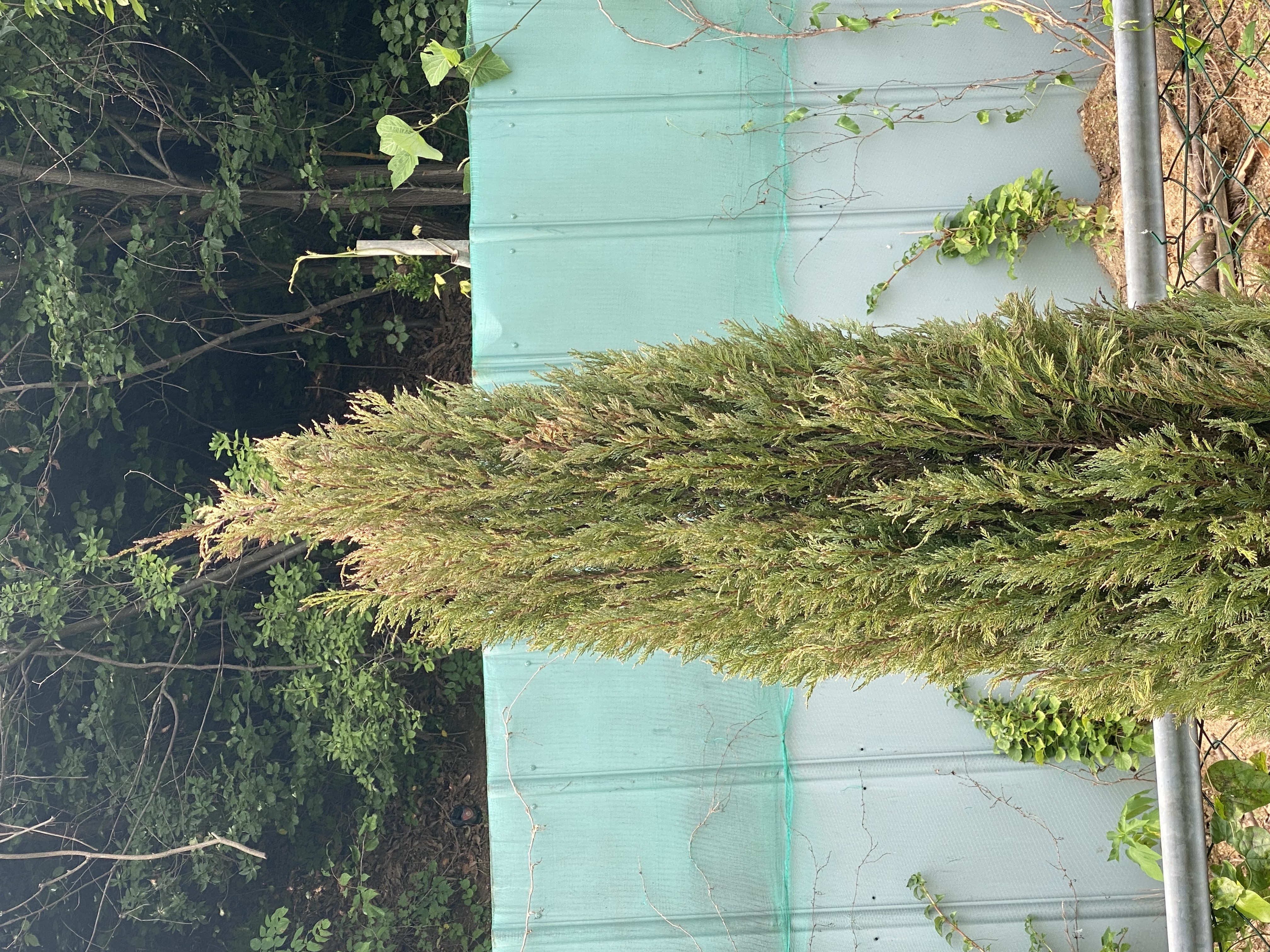 문그로우 상태 문의드립니다. 이미지1