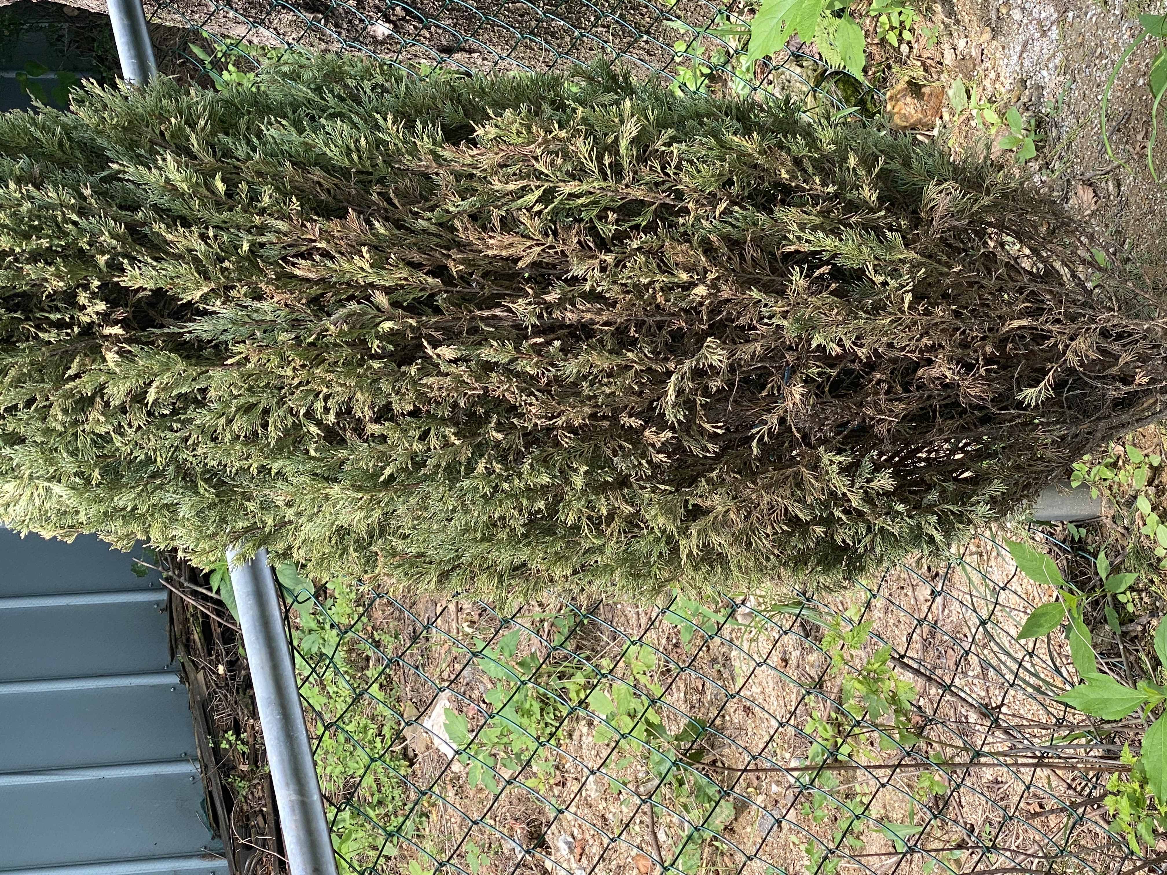 문그로우 상태 문의드립니다. 이미지2