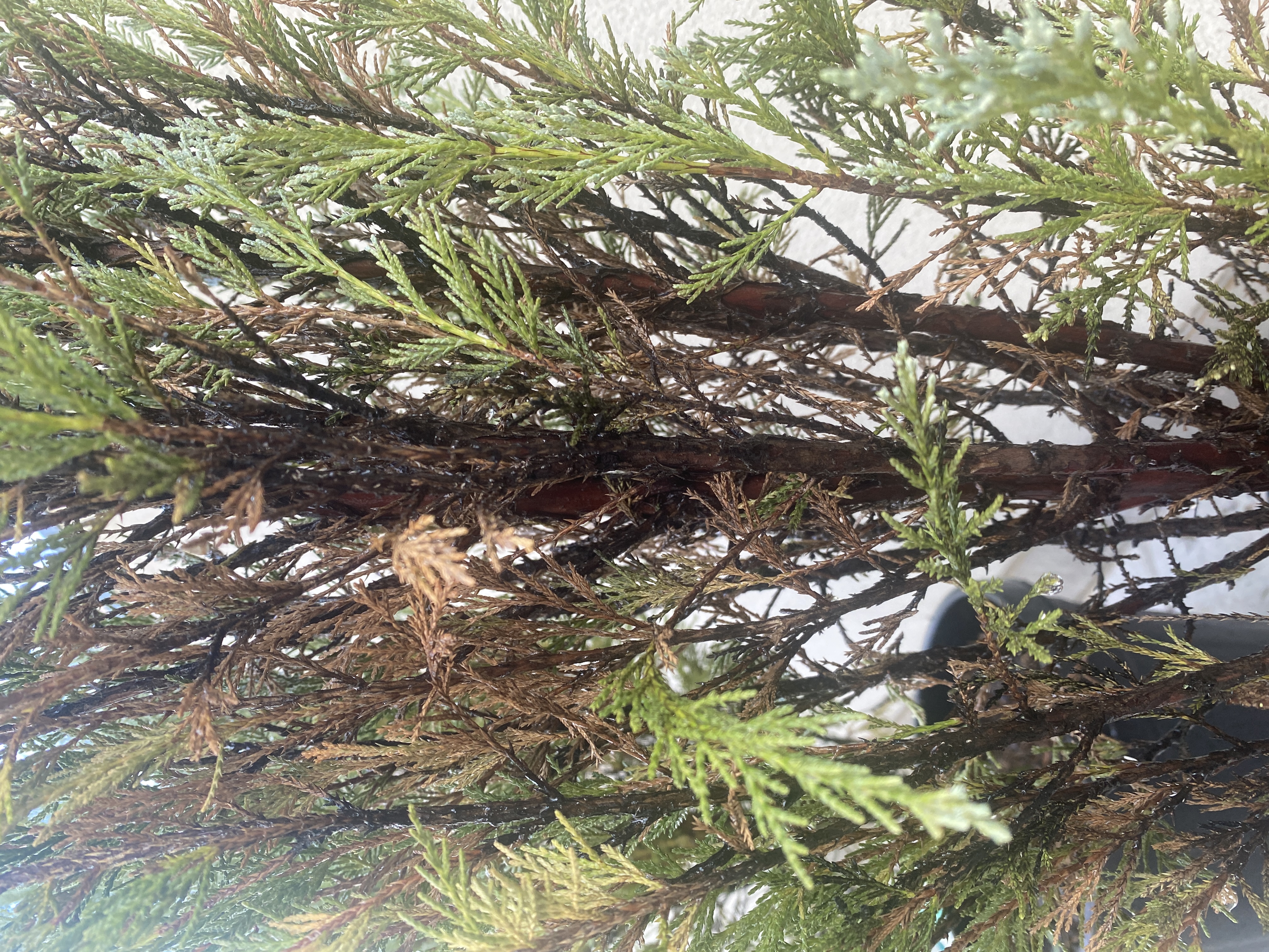 문그로우 잎이 마르고 검게 변하고 있어요 이미지1