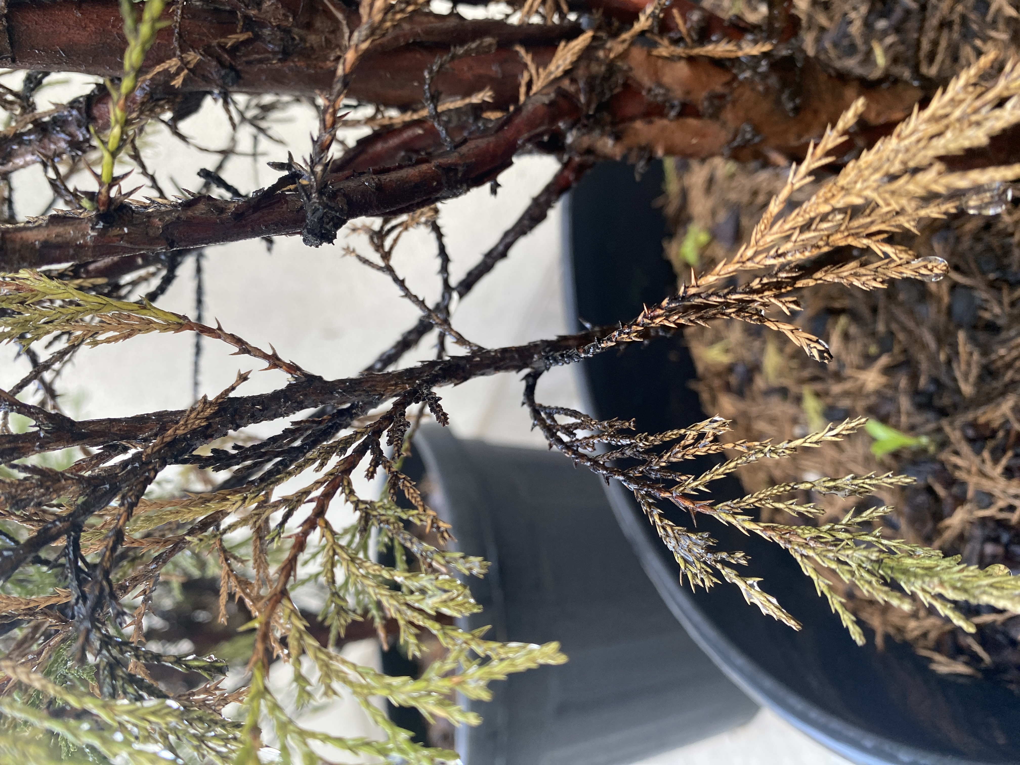 문그로우 잎이 마르고 검게 변하고 있어요 이미지2