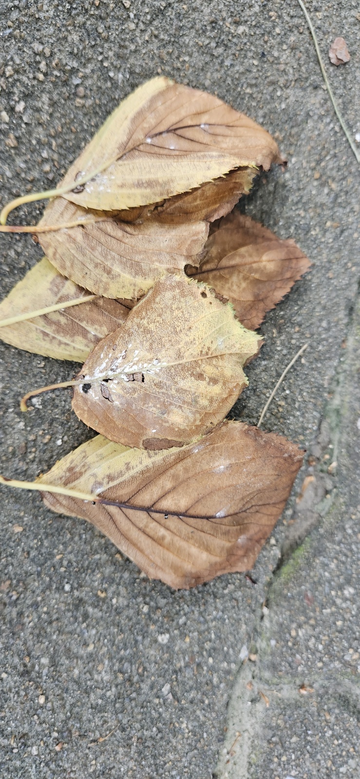 벚나무 잎이 말라가고 있습니다. 이미지2