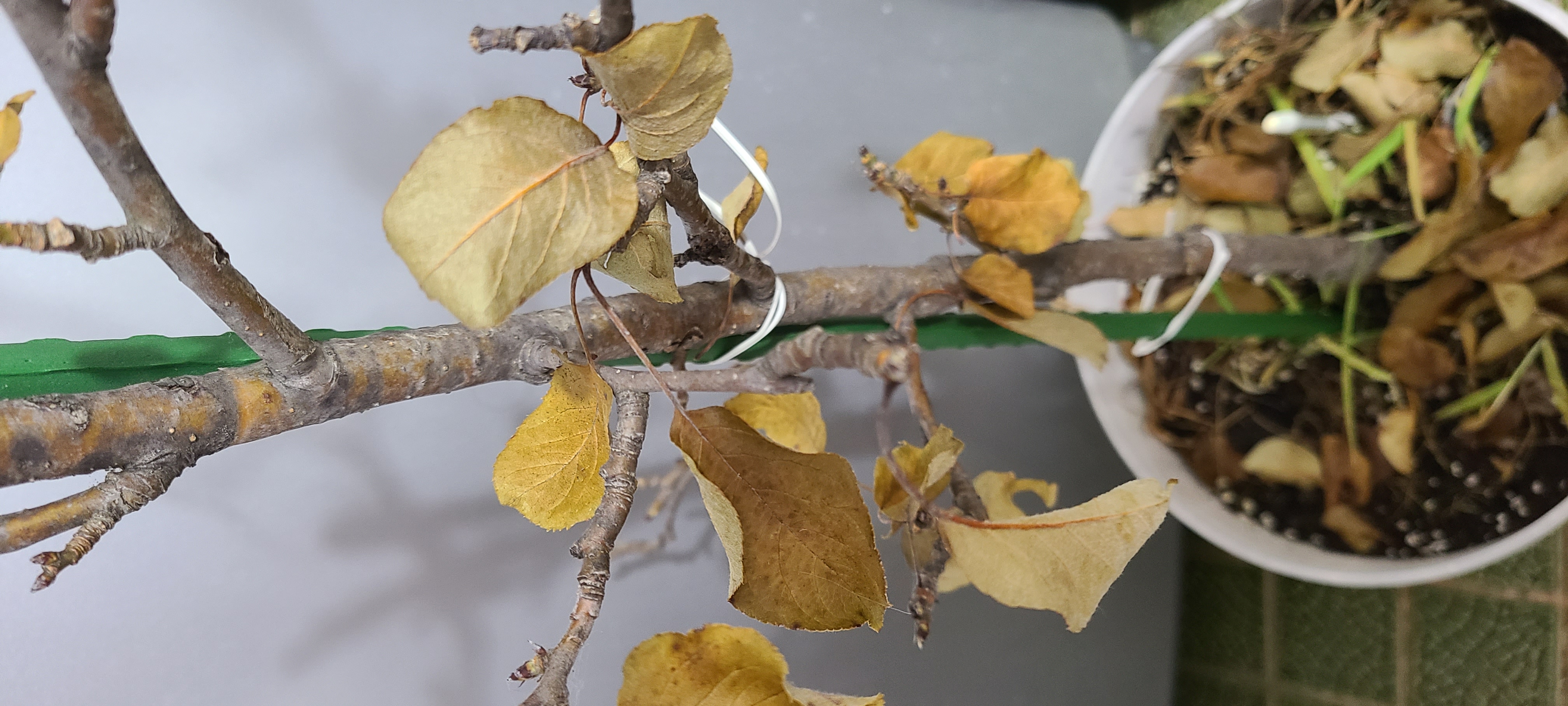 사과나무 가지 괴사 문의 이미지1