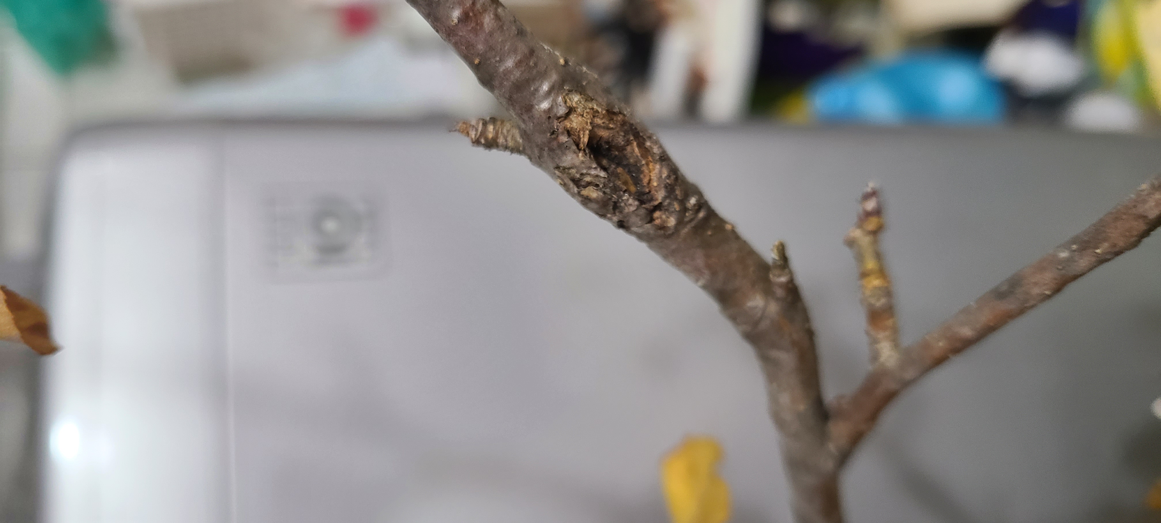 사과나무 가지 괴사 문의 이미지2