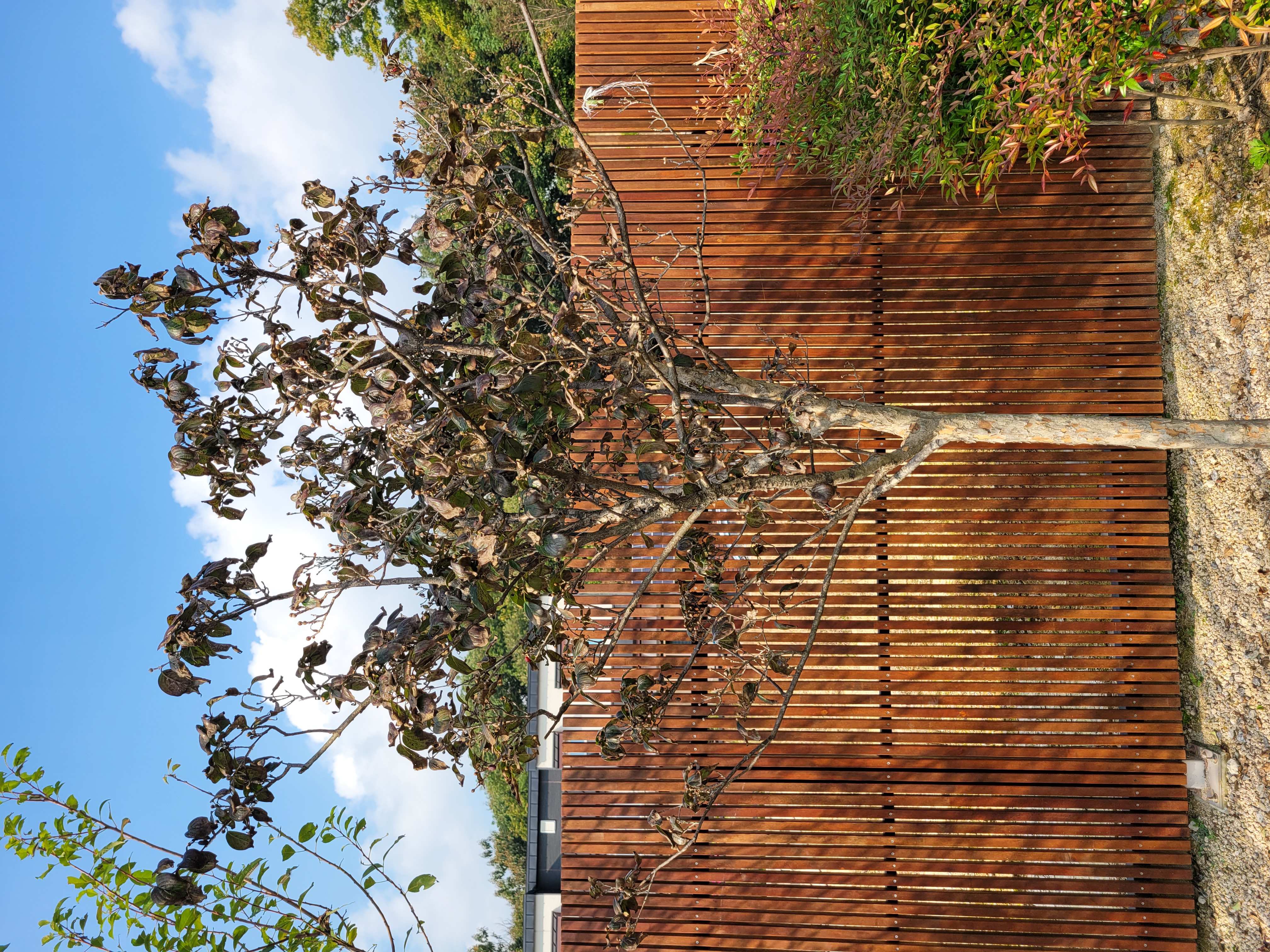 산수유 나무상태 문의드립니다 이미지1