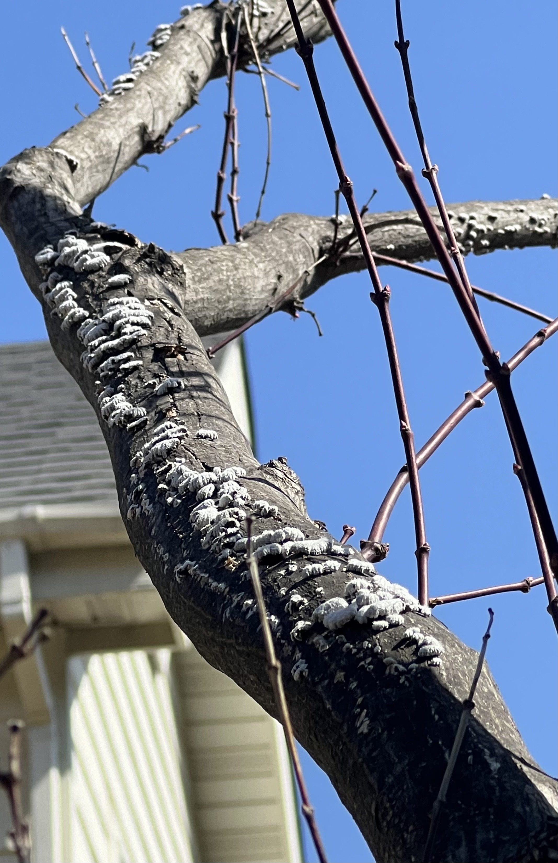 단풍나무에 핀 버섯 처리 문의 이미지1