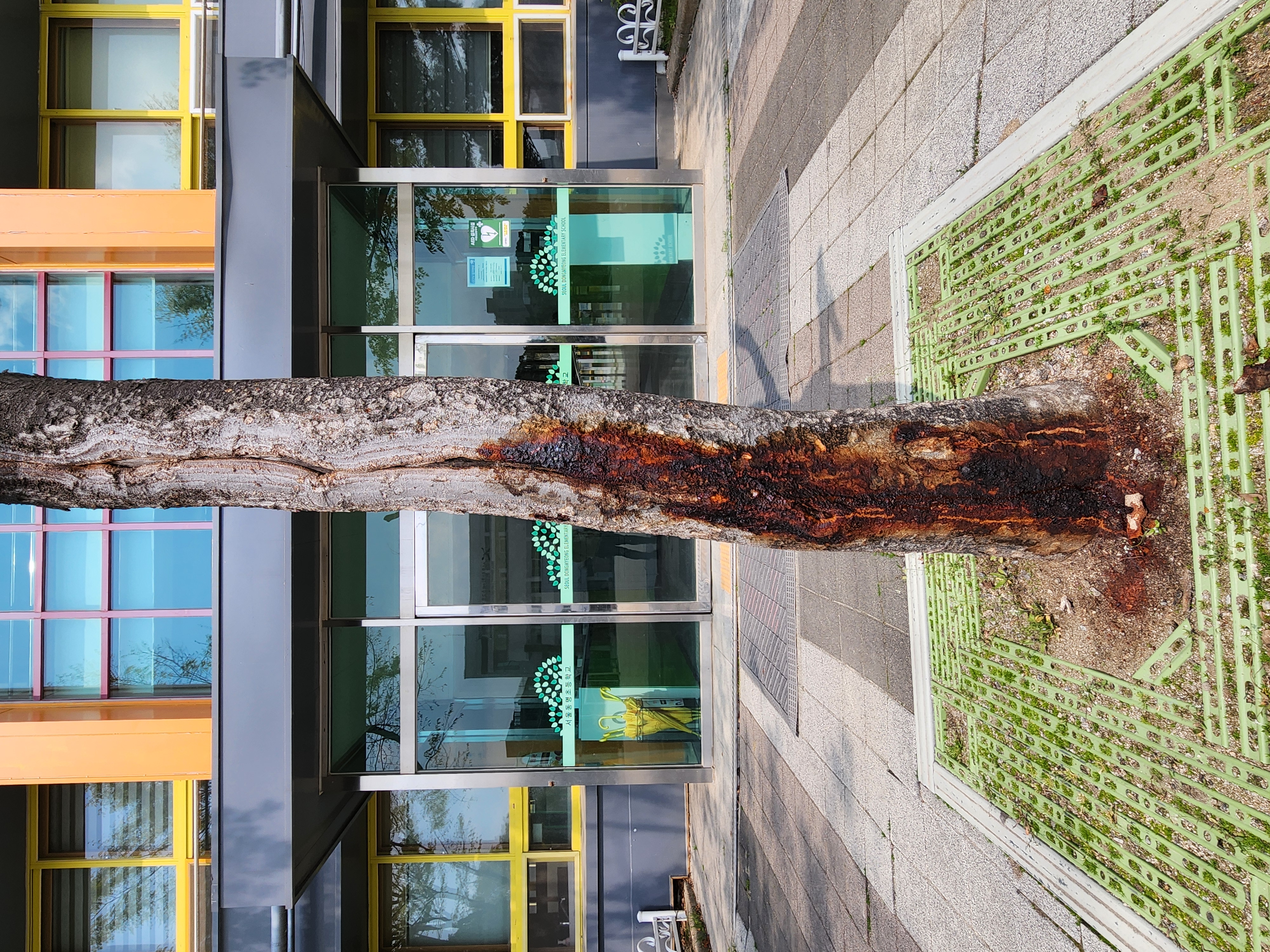 학교에 있는 느티나무 상태가 이상해서 문의드립니다. 이미지1