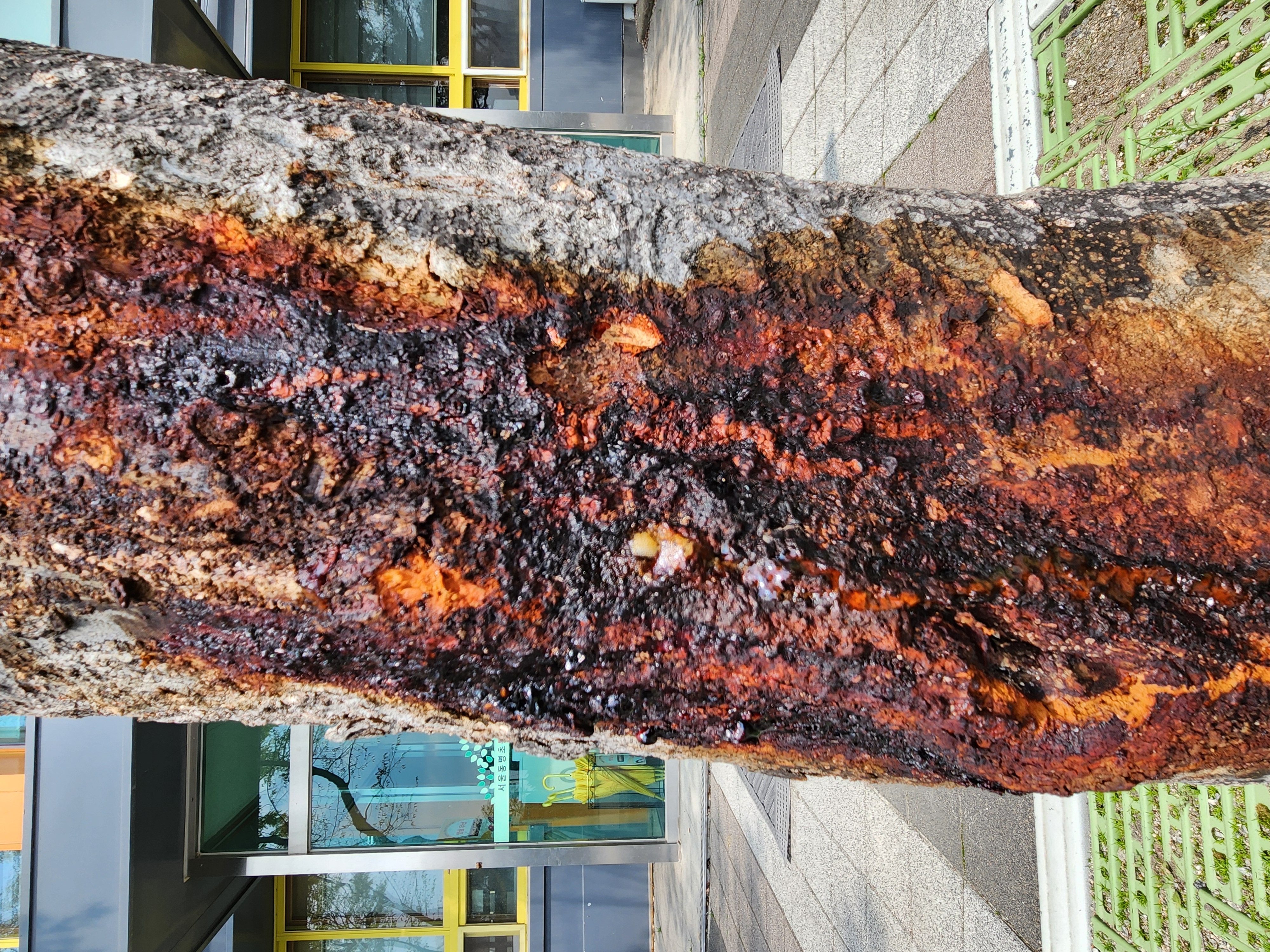 학교에 있는 느티나무 상태가 이상해서 문의드립니다. 이미지2