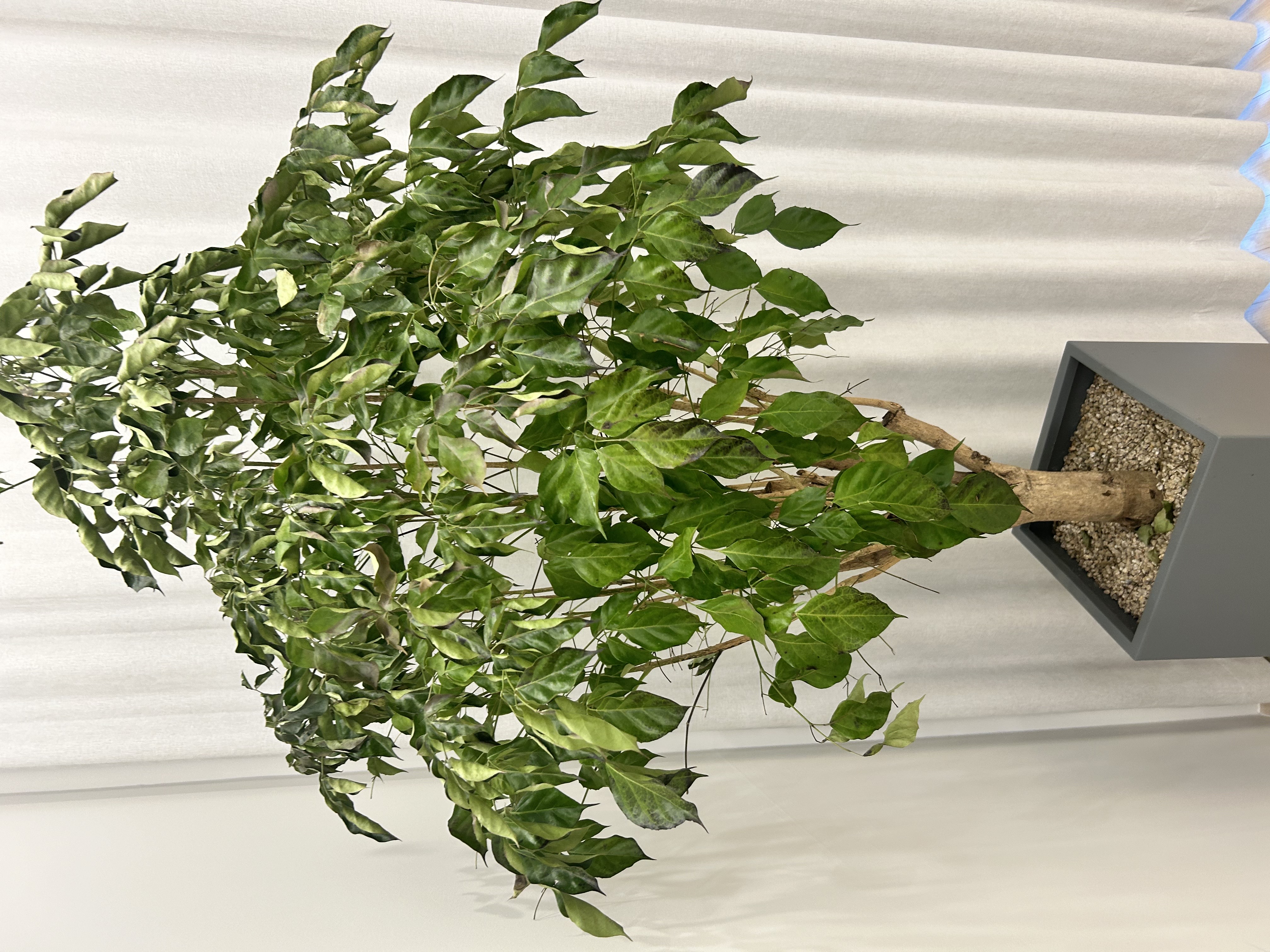 저희 기관에 있는 나무가 아픈 것 같습니다 이미지1