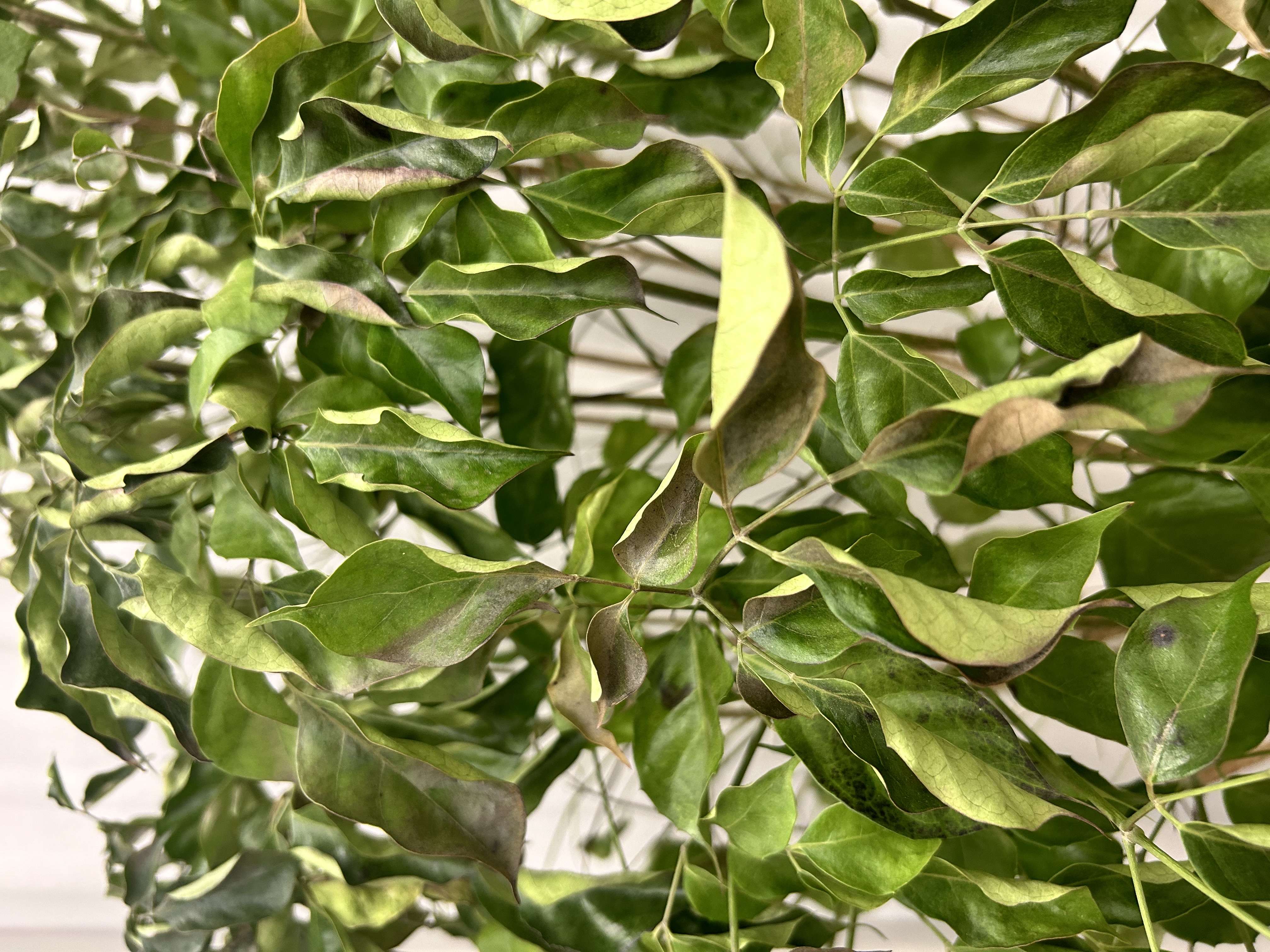 저희 기관에 있는 나무가 아픈 것 같습니다 이미지2