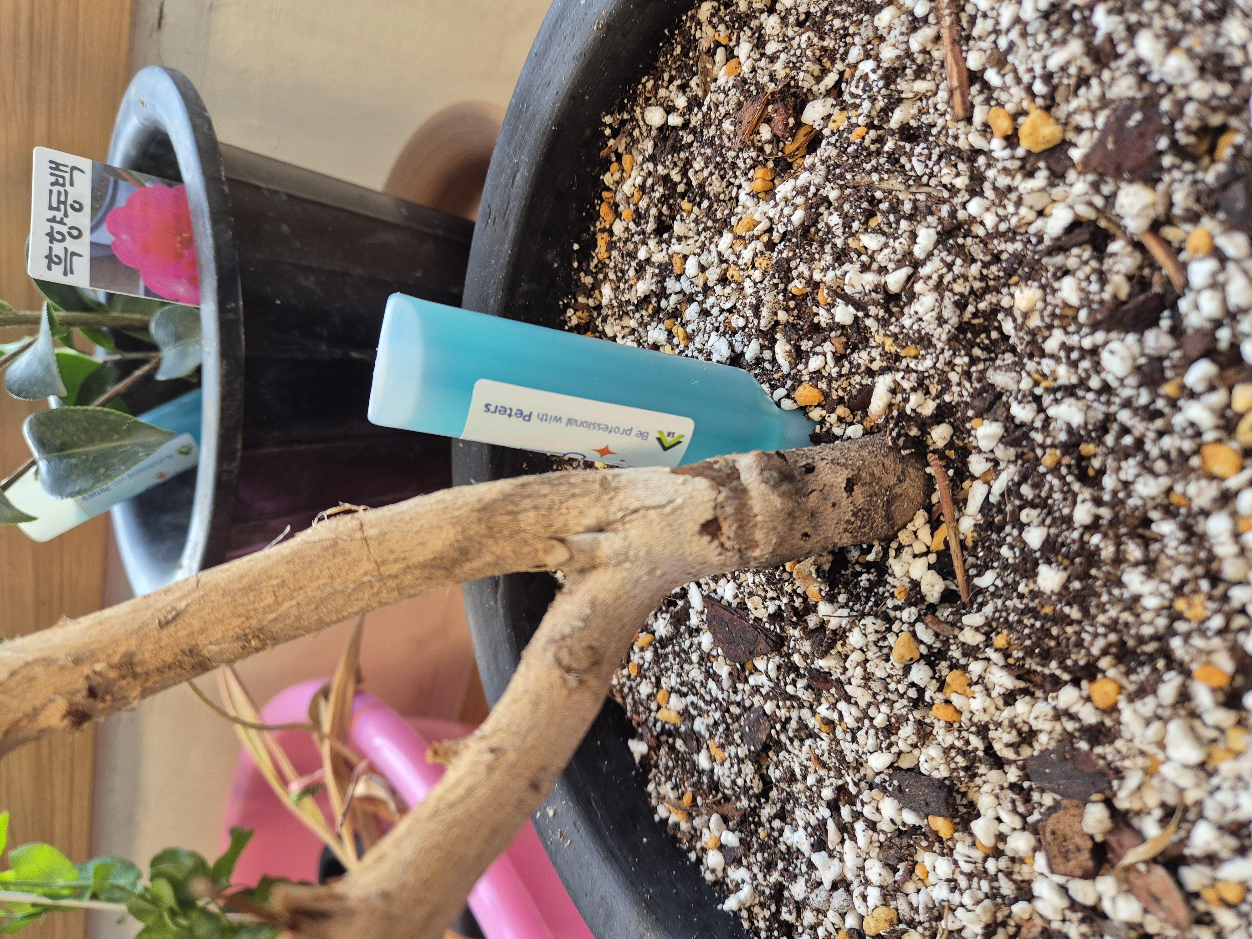 동백나무가 아파요 이미지2