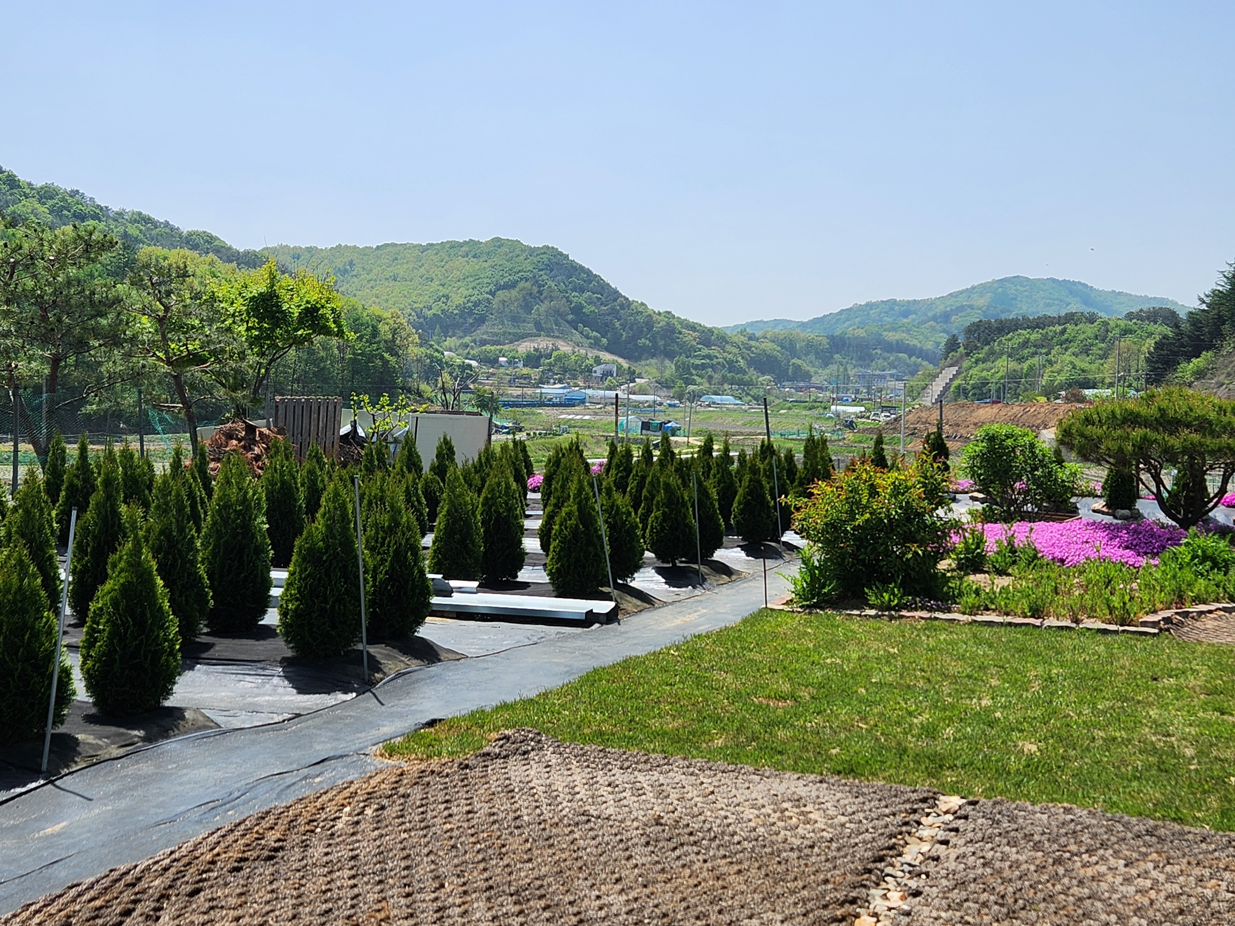 에머럴드그린에  엄청많은 땅벌들이 모여들어 집을 짖고 있어요 이미지1