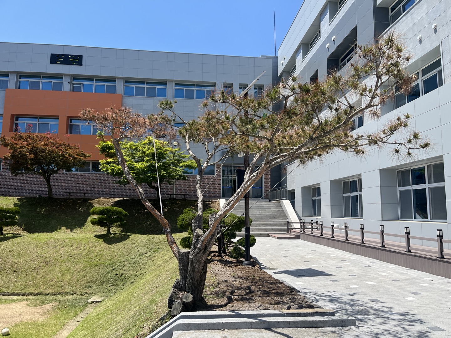 학교 소나무 질병 및 관리 문의 이미지1