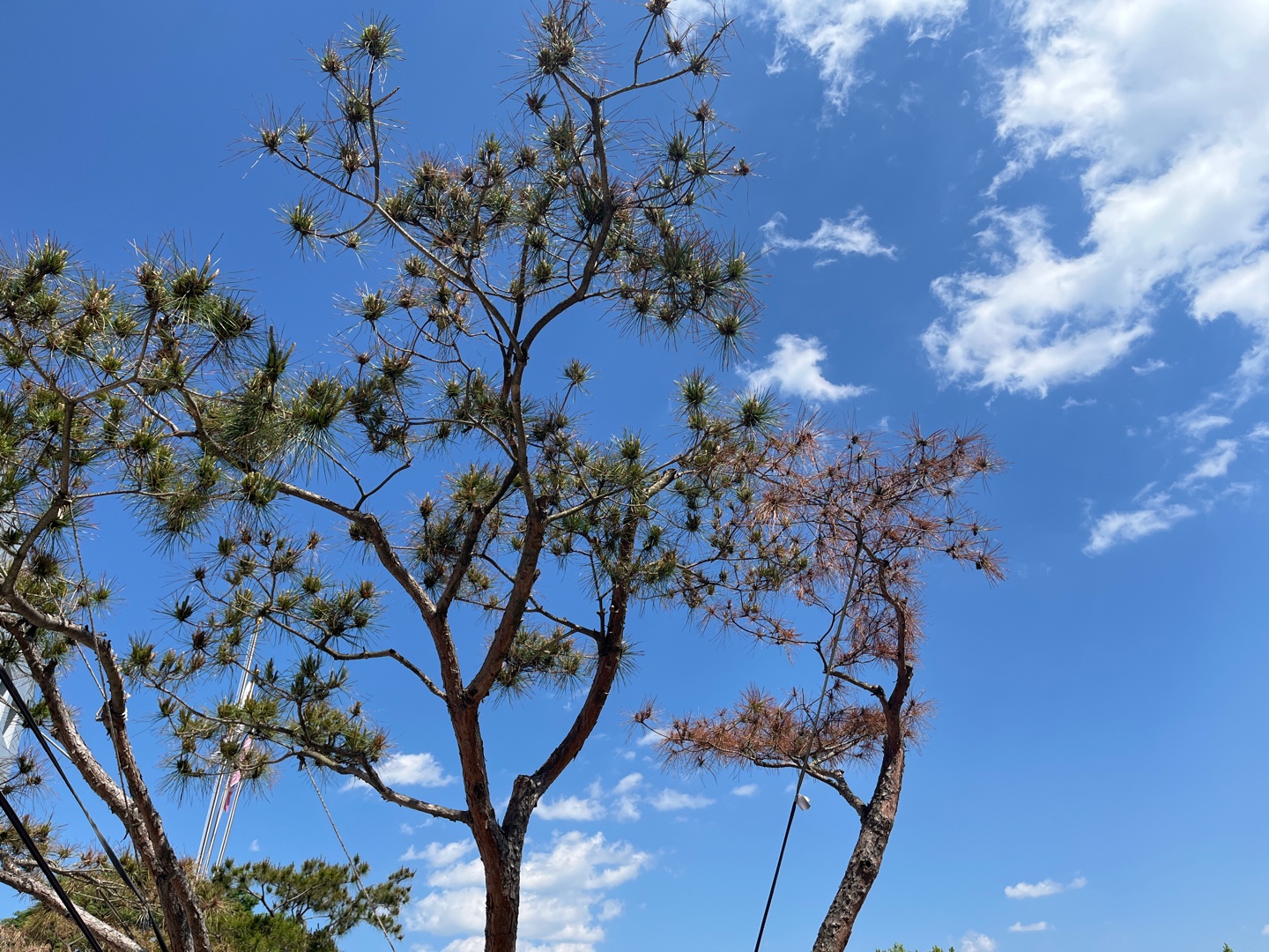 학교 소나무 질병 및 관리 문의 이미지2