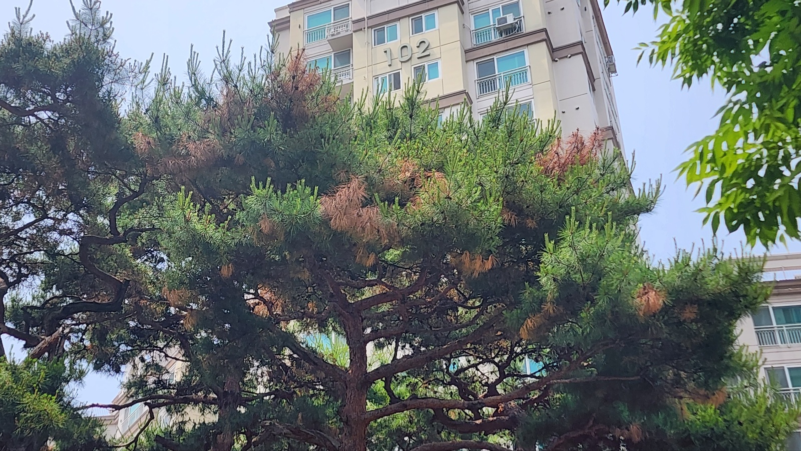 소나무 가지가 부분적으로 말라가고 있습니다 이미지1