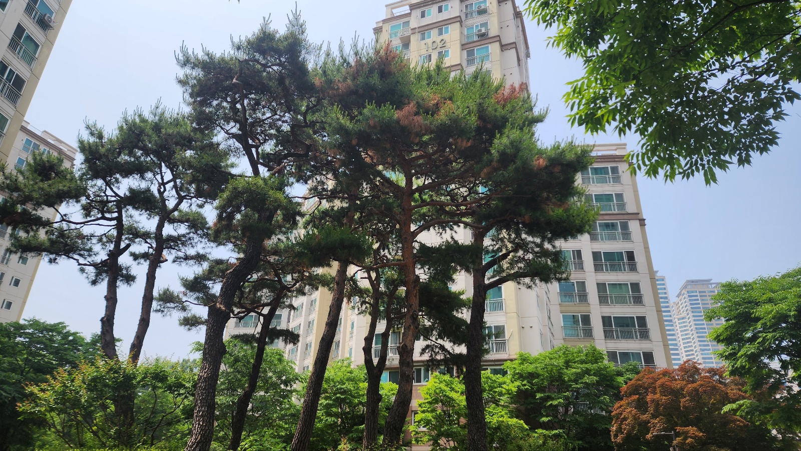 소나무 가지가 부분적으로 말라가고 있습니다 이미지2