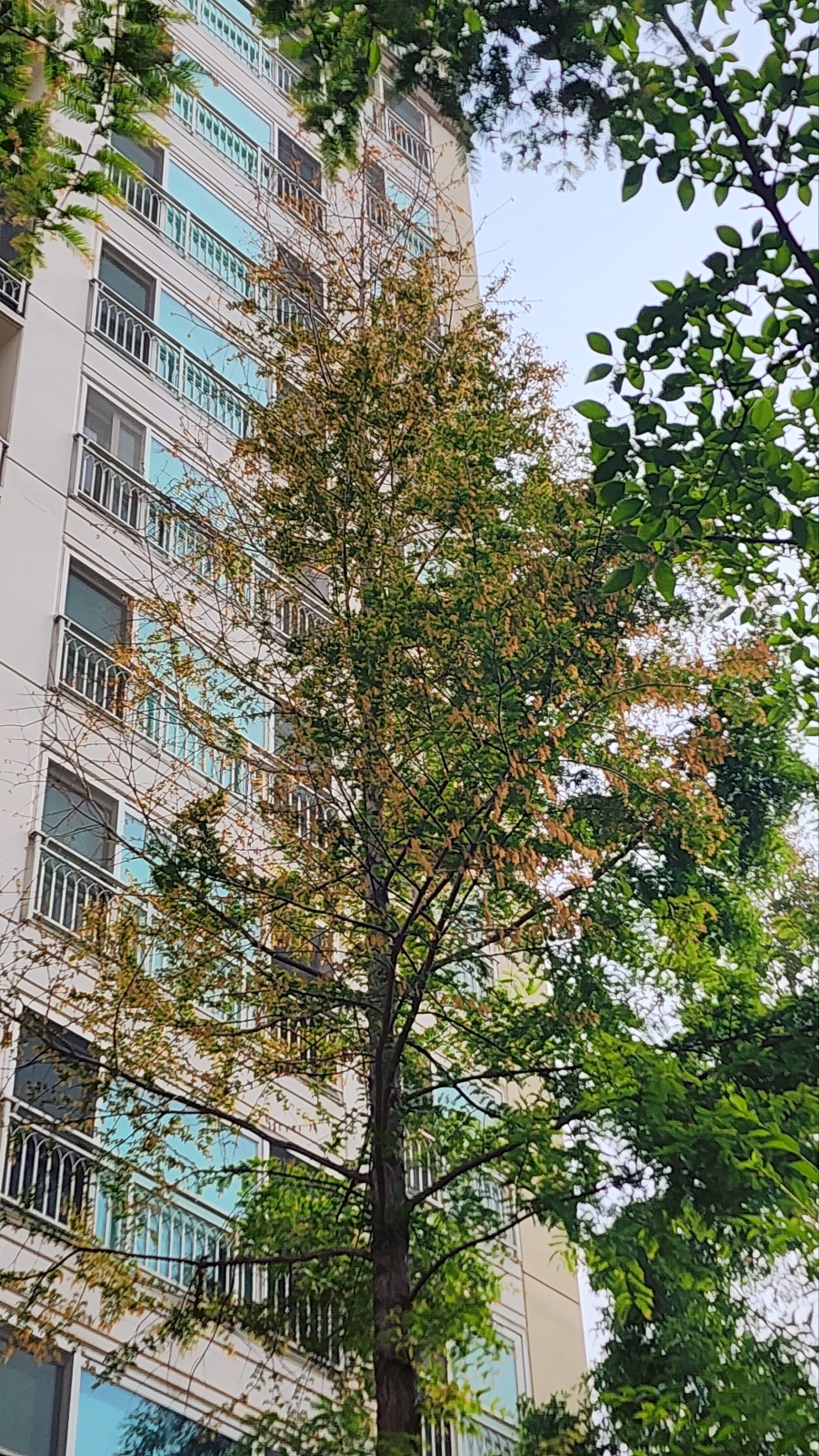 메타스퀘어 나무가 이상 합니다 이미지1