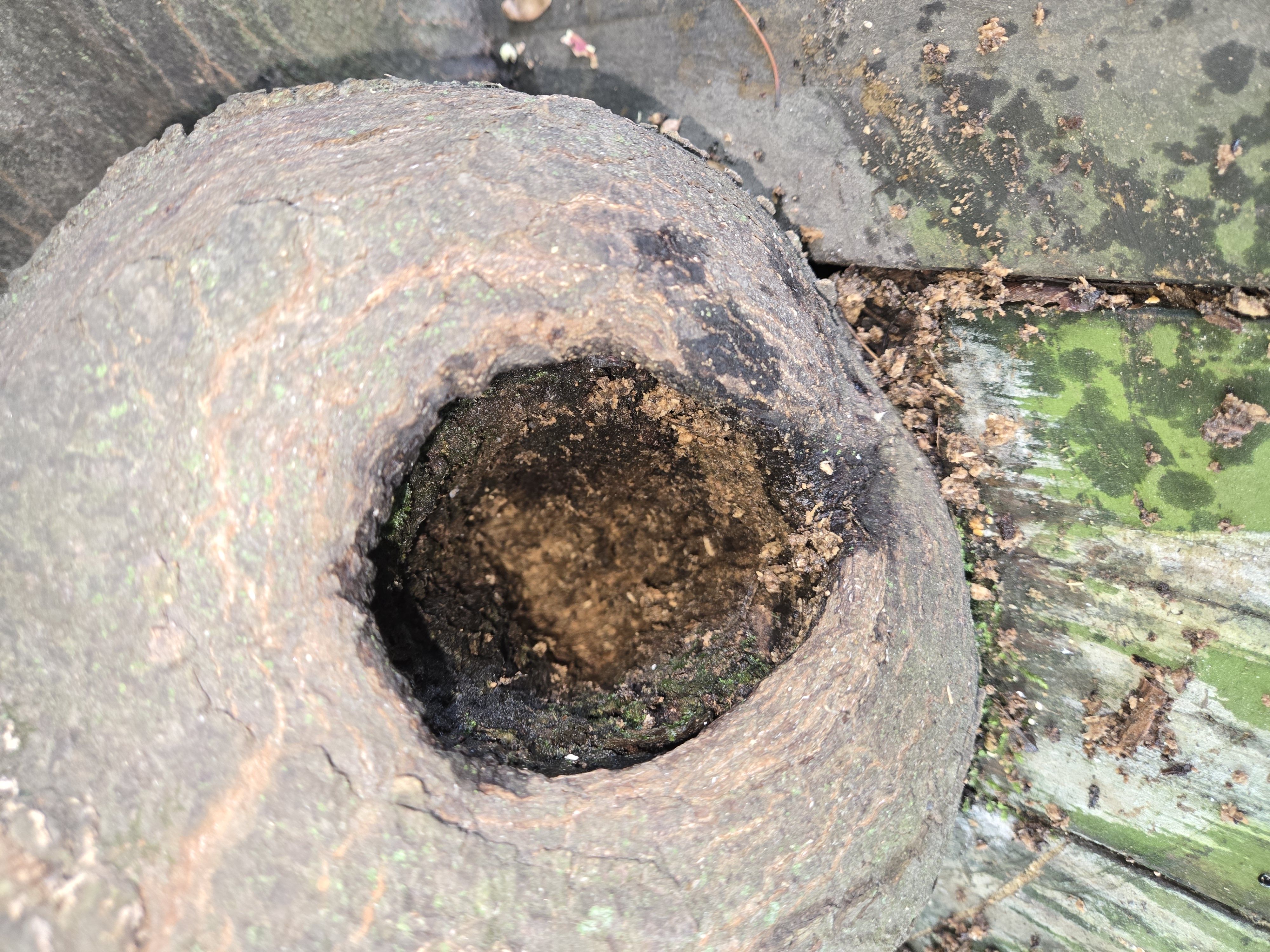 단풍나무 ？은구명 이미지1