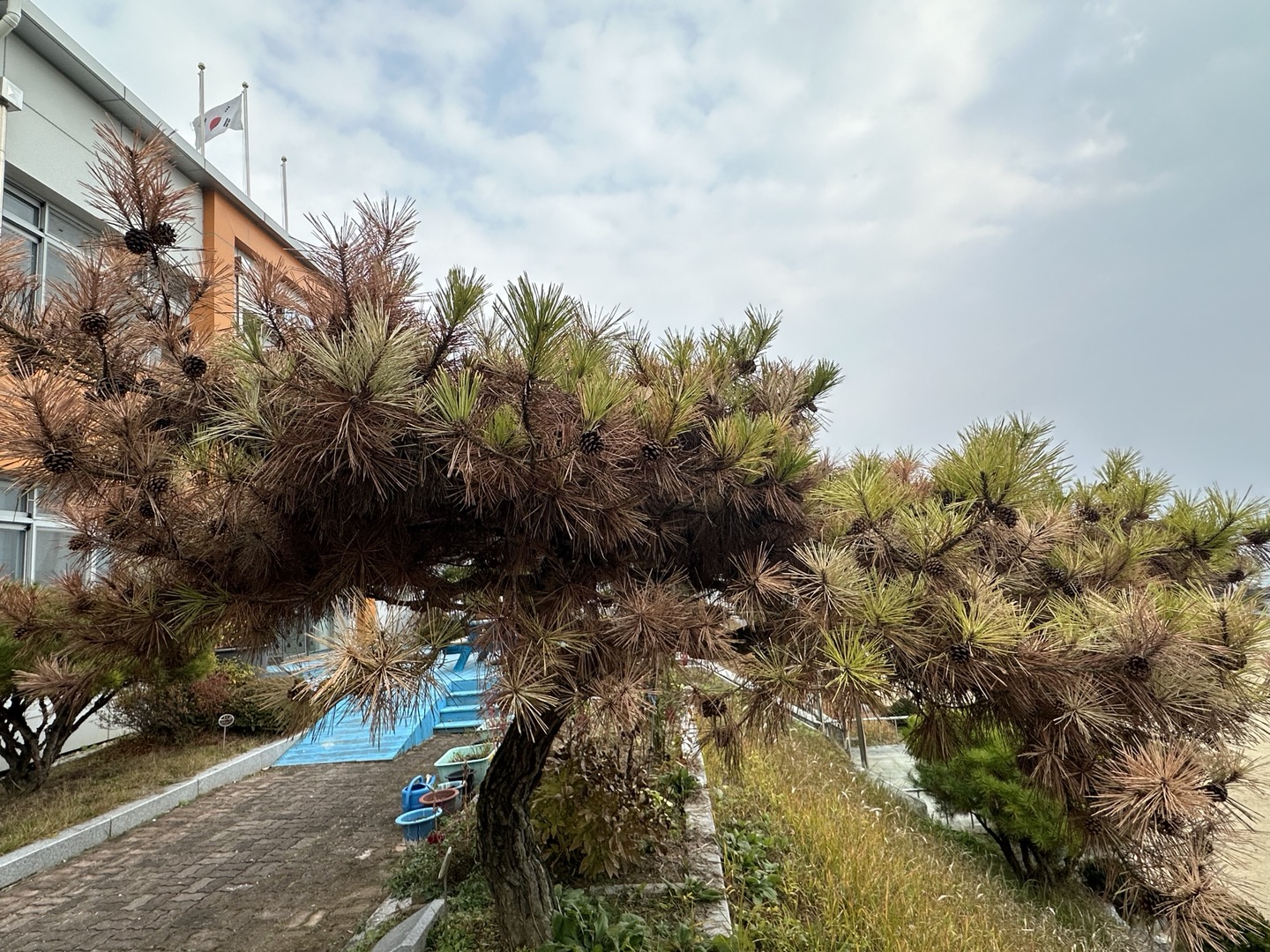 학교 소나무 질병 및 관리 질의 합니다 이미지1