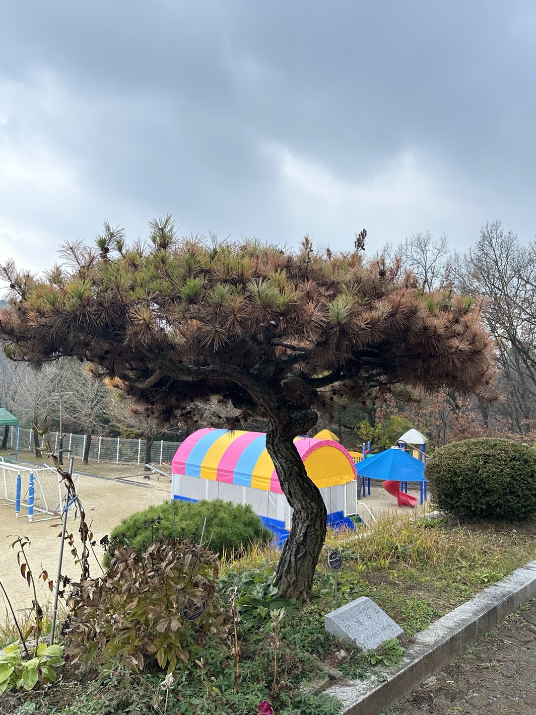 학교 소나무 질병 및 관리 질의 합니다 이미지2