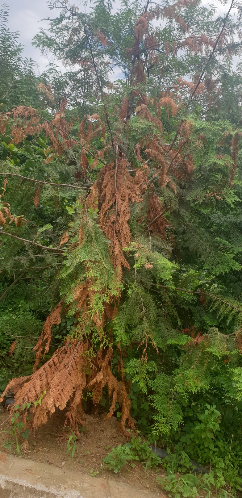 편백나무 7년차 정도되는건데 병든거맞죠? 이미지1