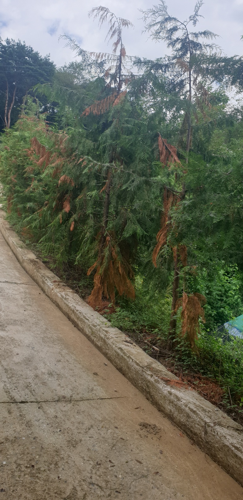 편백나무 7년차 정도되는건데 병든거맞죠? 이미지2