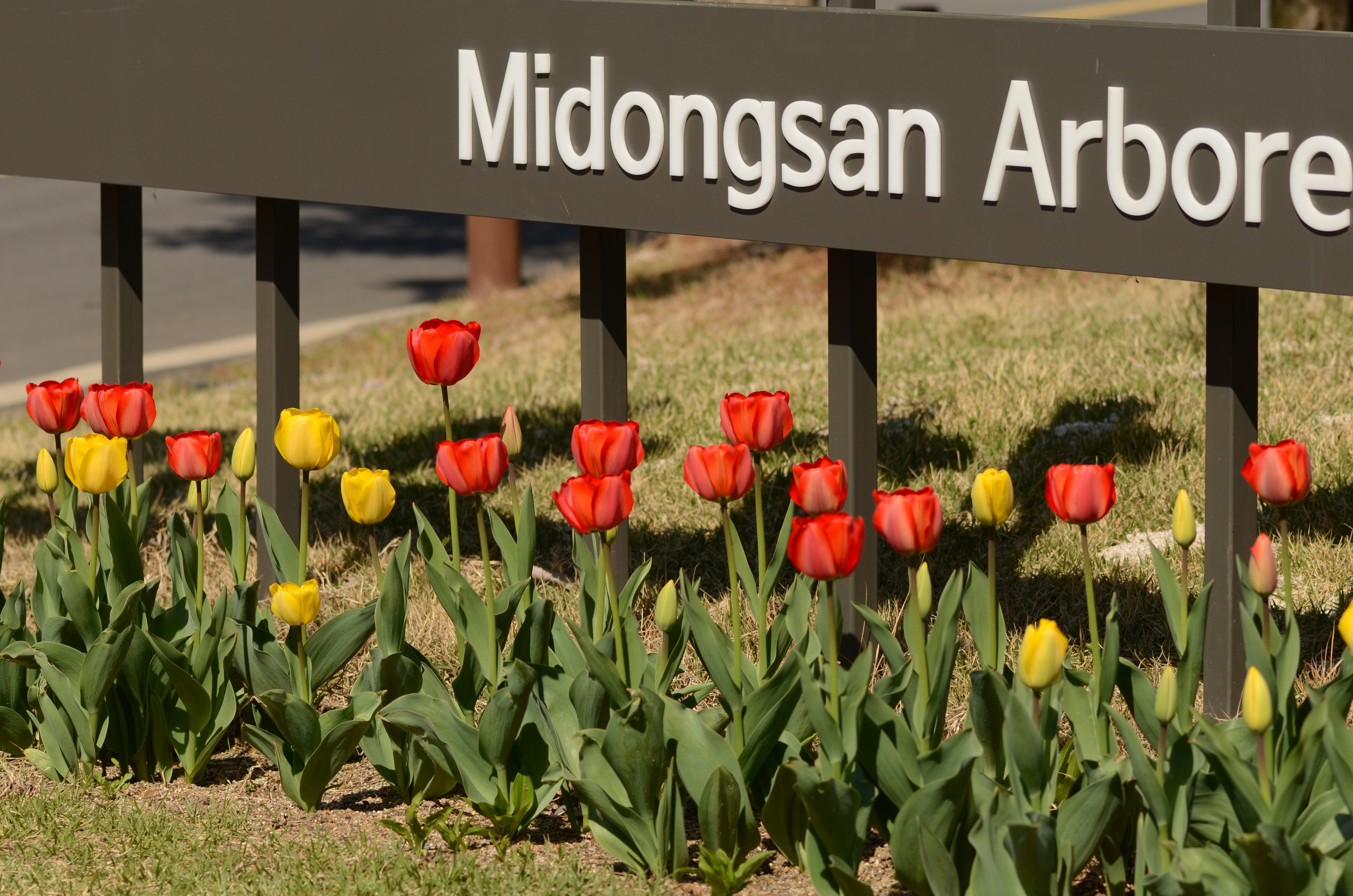 만개한 튤립사이 미동산수목원 이미지2