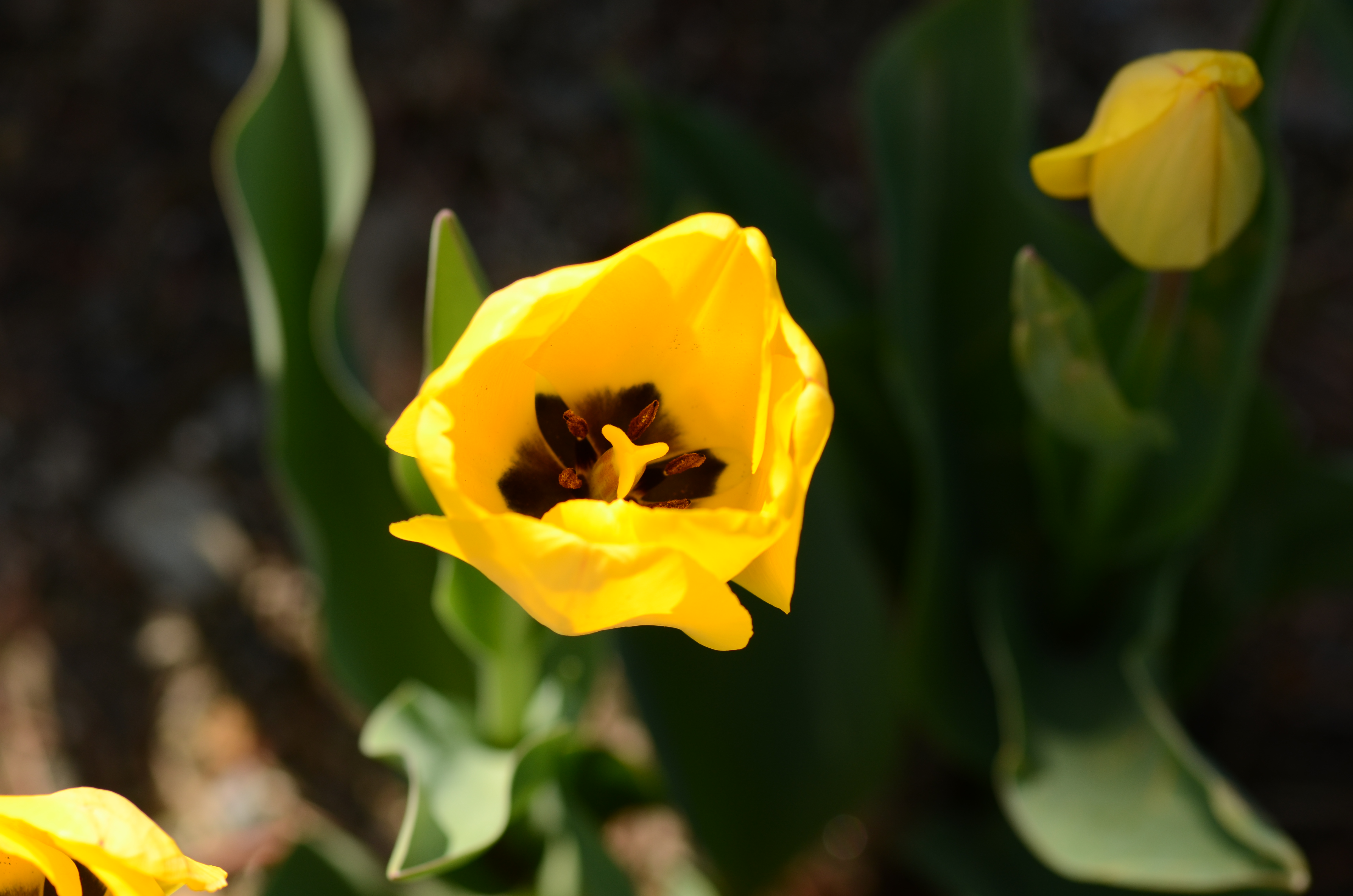 만개한 튤립사이 미동산수목원 이미지3