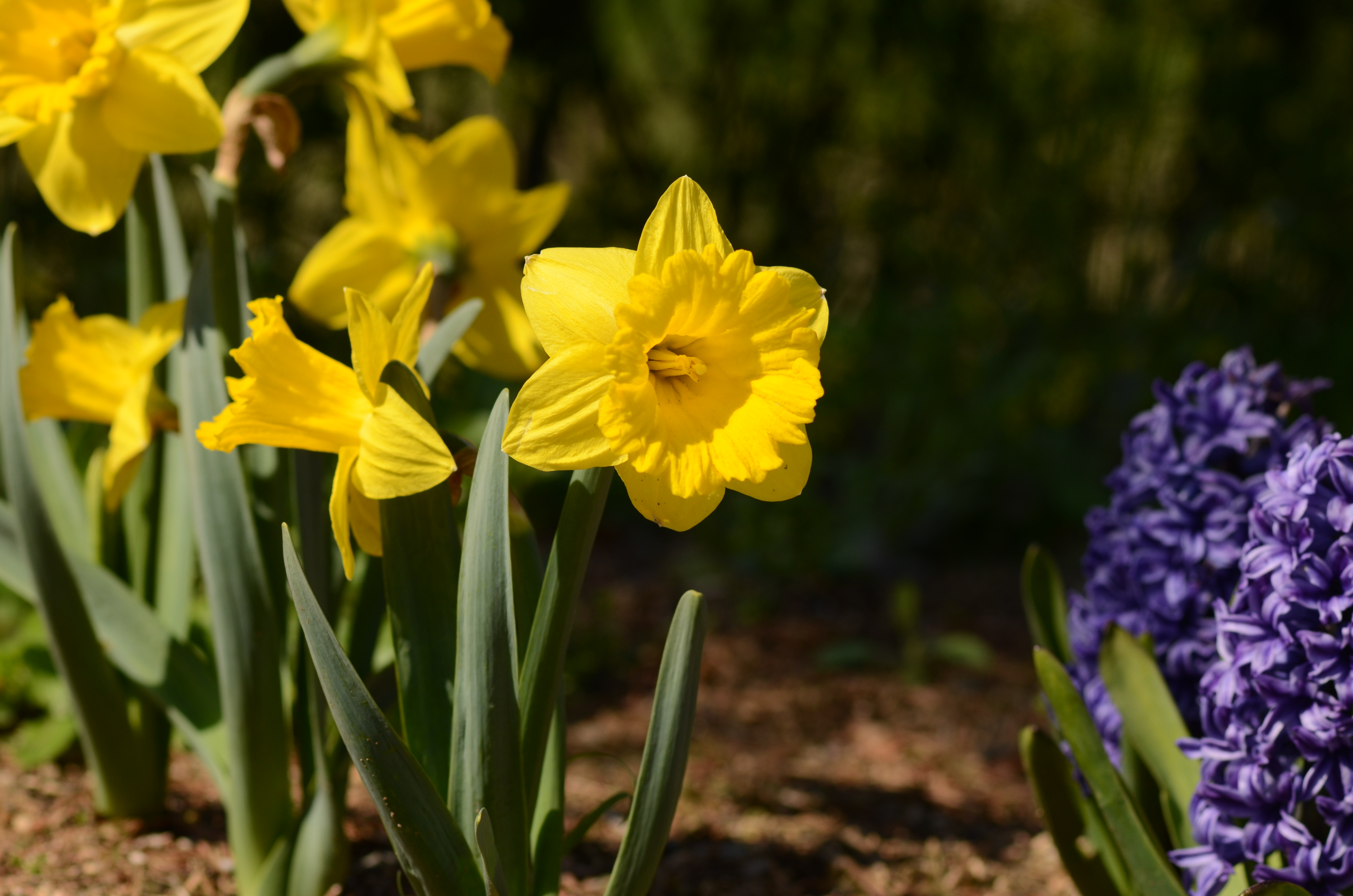 만개한 튤립사이 미동산수목원 이미지4